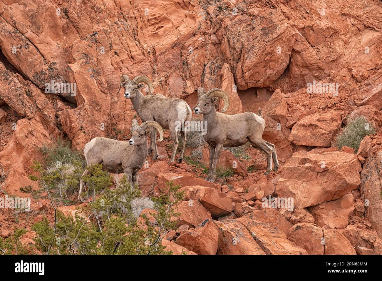 ; Desert Bighorn Sheep; Nevada Stockfoto