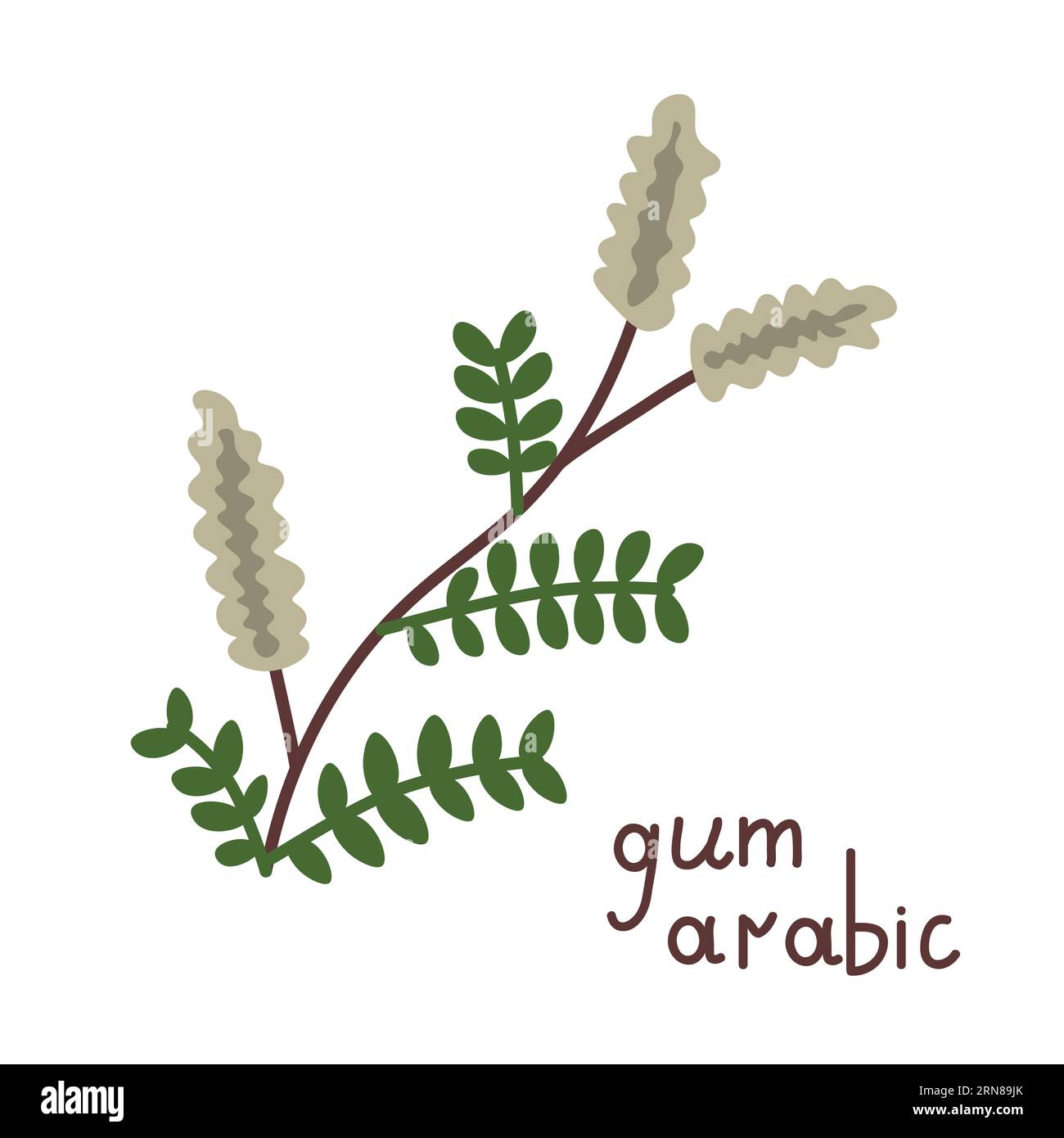 Gum arabic acacia senegal Stock-Vektorgrafiken kaufen - Alamy