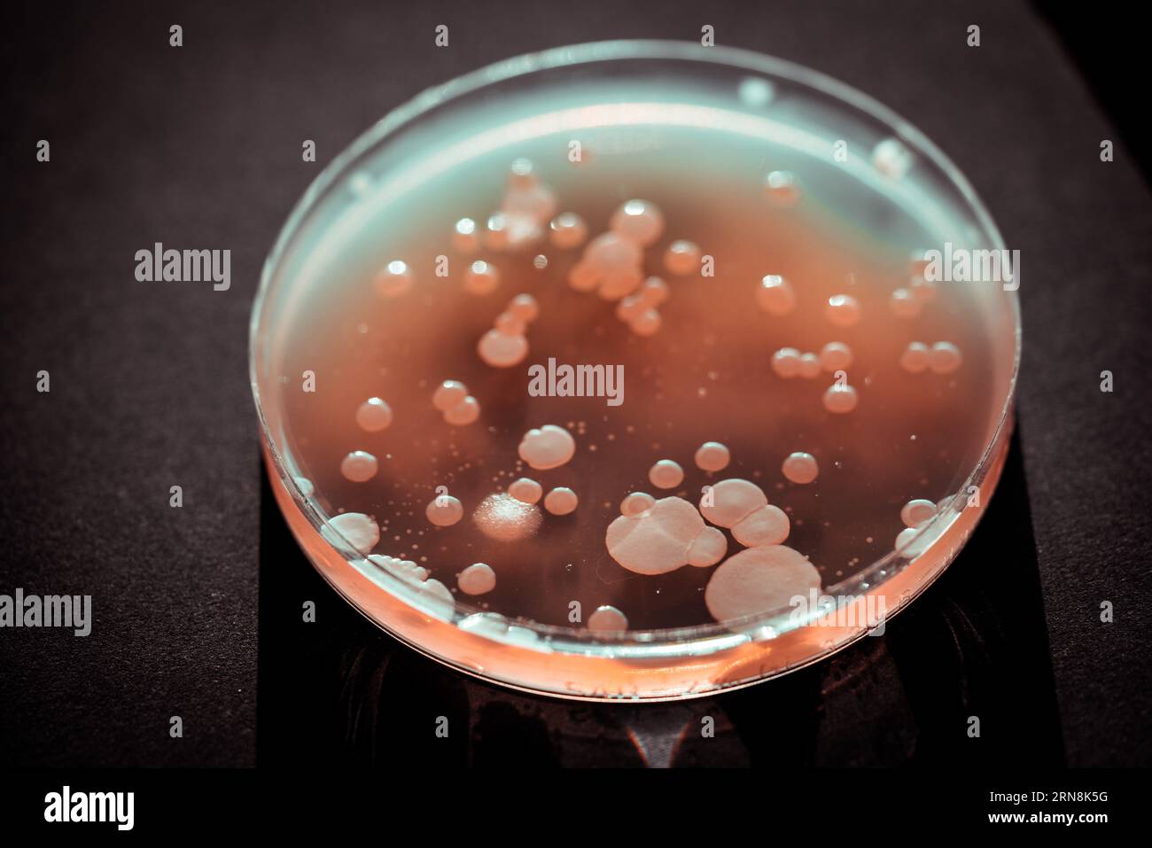 Mikrobiologische Analyse des landwirtschaftlichen Bodens nach Anwendung von Antibiotikaforschung über den Gehalt an Mikroflora Stockfoto