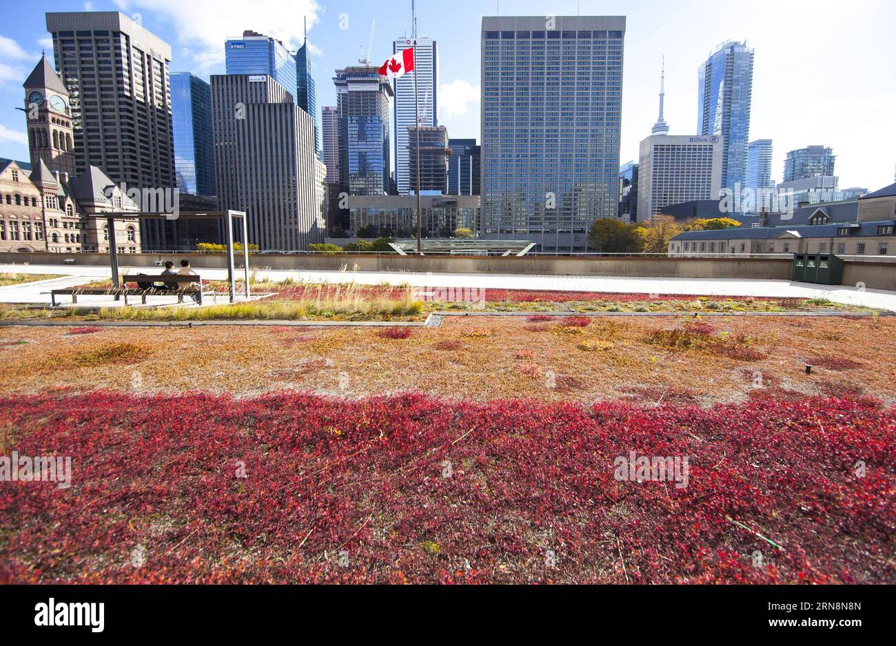 (151031) -- TORONTO, 30. Oktober 2015 -- Besucher erholen sich auf dem Podium-Green-Dach der Toronto City Hall in Toronto, Kanada, 30. Oktober 2015. Toronto ist die erste Stadt in Nordamerika, die eine Satzung hat, die den Bau von Gründächern für Neubauten vorschreibt und regelt. Vom 1. Februar 2010 bis zum 1. März 2015 wurden in Toronto 260 Gründächer mit einer Grünfläche von 196.000 Quadratmetern errichtet. In Toronto gibt es bisher insgesamt 444 begrünte Dächer. ) KANADA-TORONTO-GRÜNES DACH ZouxZheng PUBLICATIONxNOTxINxCHN Toronto OCT 30 2015 Besucher nehmen eine Pause IM Toronto City Hall S Podium Green Roo Stockfoto
