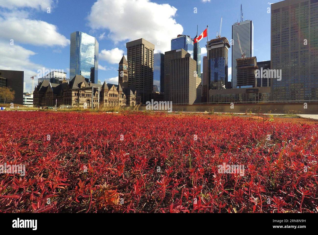 (151031) -- TORONTO, 30. Oktober 2015 -- Toronto City Hall's Podium Green roof is See in Toronto, Kanada, 30. Oktober 2015. Toronto ist die erste Stadt in Nordamerika, die eine Satzung hat, die den Bau von Gründächern für Neubauten vorschreibt und regelt. Vom 1. Februar 2010 bis zum 1. März 2015 wurden in Toronto 260 Gründächer mit einer Grünfläche von 196.000 Quadratmetern errichtet. In Toronto gibt es bisher insgesamt 444 begrünte Dächer. ) KANADA-TORONTO-GRÜNES DACH ZouxZheng PUBLICATIONxNOTxINxCHN Toronto OCT 30 2015 Toronto City Hall S Podium Green Roof IS Lakes in Toronto Kanada OCT 30 2015 Stockfoto