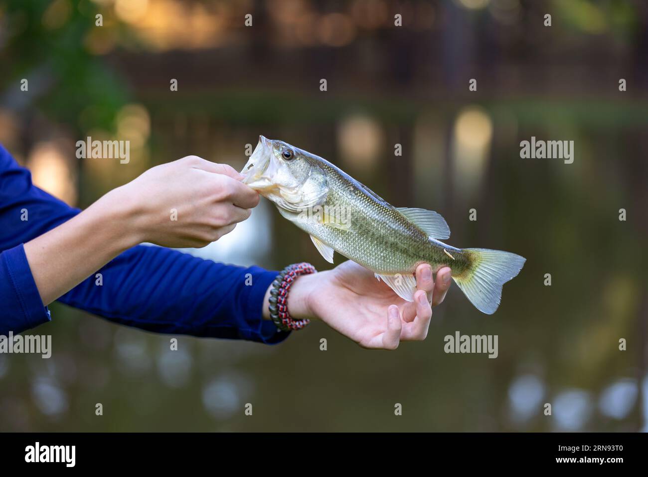 Der Junge hält den Fisch, den er gefangen hat, hoch, bevor er ihn wieder in den Teich freigibt Stockfoto