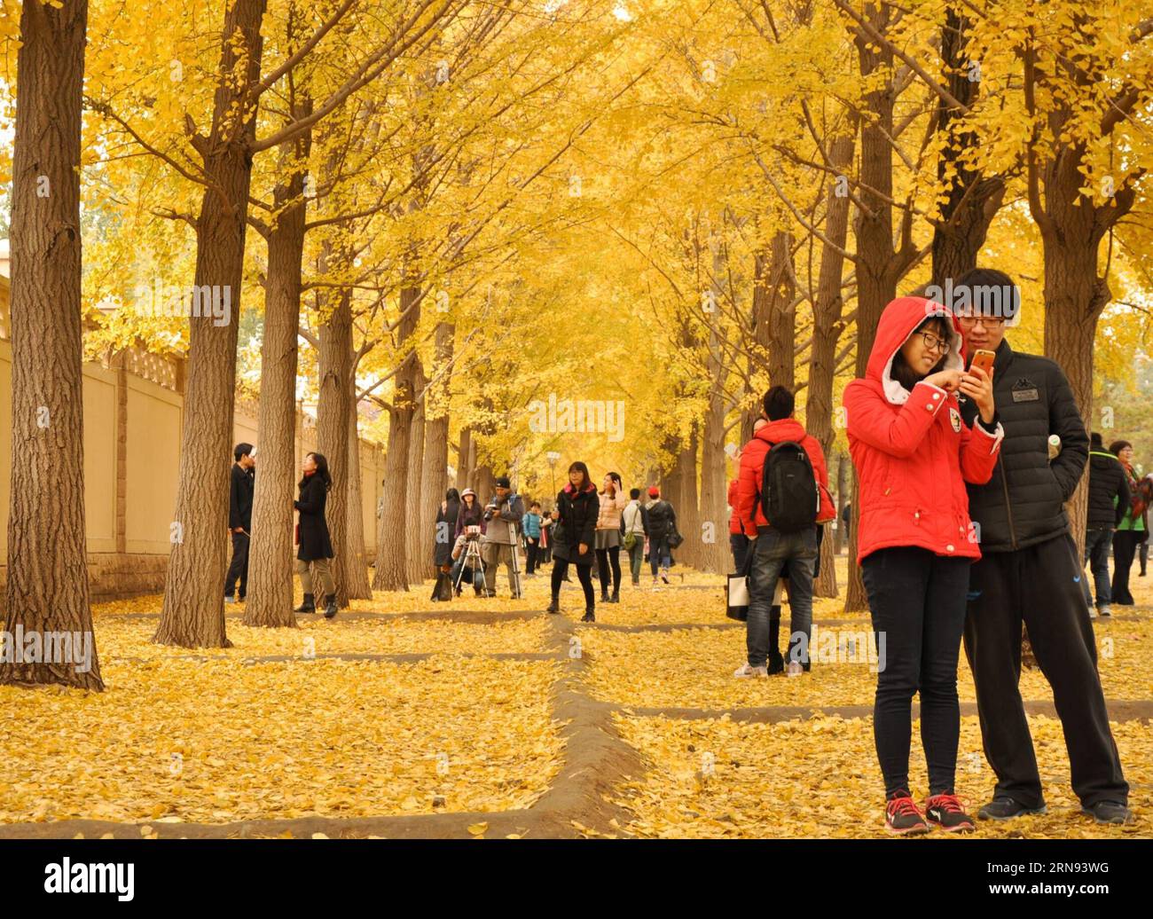 (151117) -- PEKING, 16. November 2015 -- Touristen überprüfen Fotos unter Ginkgo-Bäumen auf einer Straße in der Nähe des Diaoyutai State Guesthouse in Peking, China, 16. November 2015. ) (zhs) CHINA-BEIJING-GINKGO TREES (CN) DINGxHONGFA PUBLICATIONxNOTxINxCHN Peking Nov 16 2015 Touristen Überprüfen Sie Fotos unter Ginkgo Trees AUF einer Straße in der Nähe von Diaoyutai State Guest House in Peking China Nov 16 2015 zhs China Beijing Ginkgo Trees CN PUBLICATIONxNOTxINxCHN Stockfoto