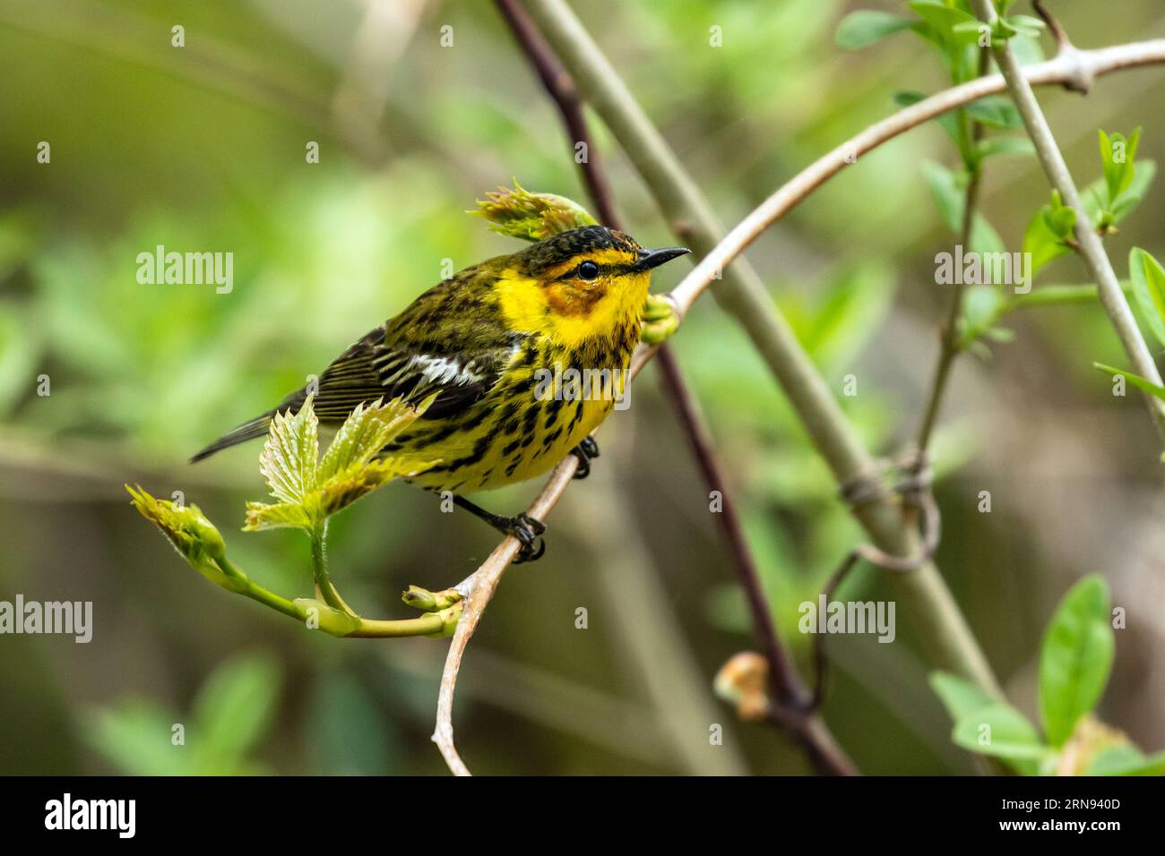 Nahaufnahme eines männlichen Cape May Warbler, der auf einem grünen Ast in Long Point, Ontario, sitzt Stockfoto