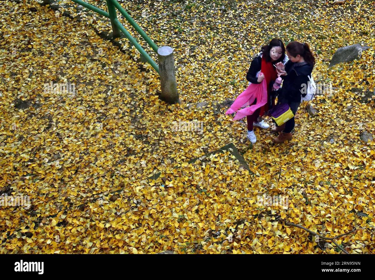 Besucher schauen sich Fotos von Ginkgo-Bäumen im Dorf Xiasi, Songxian County, Luoyang City, zentralchinesische Provinz Henan, 19. November 2015 an. Xiasi Village ist ein kleines Bergdorf mit vielen alten Ginkgo-Bäumen, von denen 121 über 1.000 Jahre alt sind, wobei der älteste 2.300 Jahre alt ist. ) (dhf) CHINA-HENAN-XIASI VILLAGE-GINKGO TREES (CN) WangxSong PUBLICATIONxNOTxINxCHN Besucher Überprüfen Sie Fotos von Ginkgo-Bäumen IM Xiasi Village Songxian County Luoyang City Central China S Henan Province Nov 19 2015 Xiasi Village IST ein kleines Bergdorf mit VIELEN alten Ginkgo-Bäumen, von denen 121 O sind Stockfoto