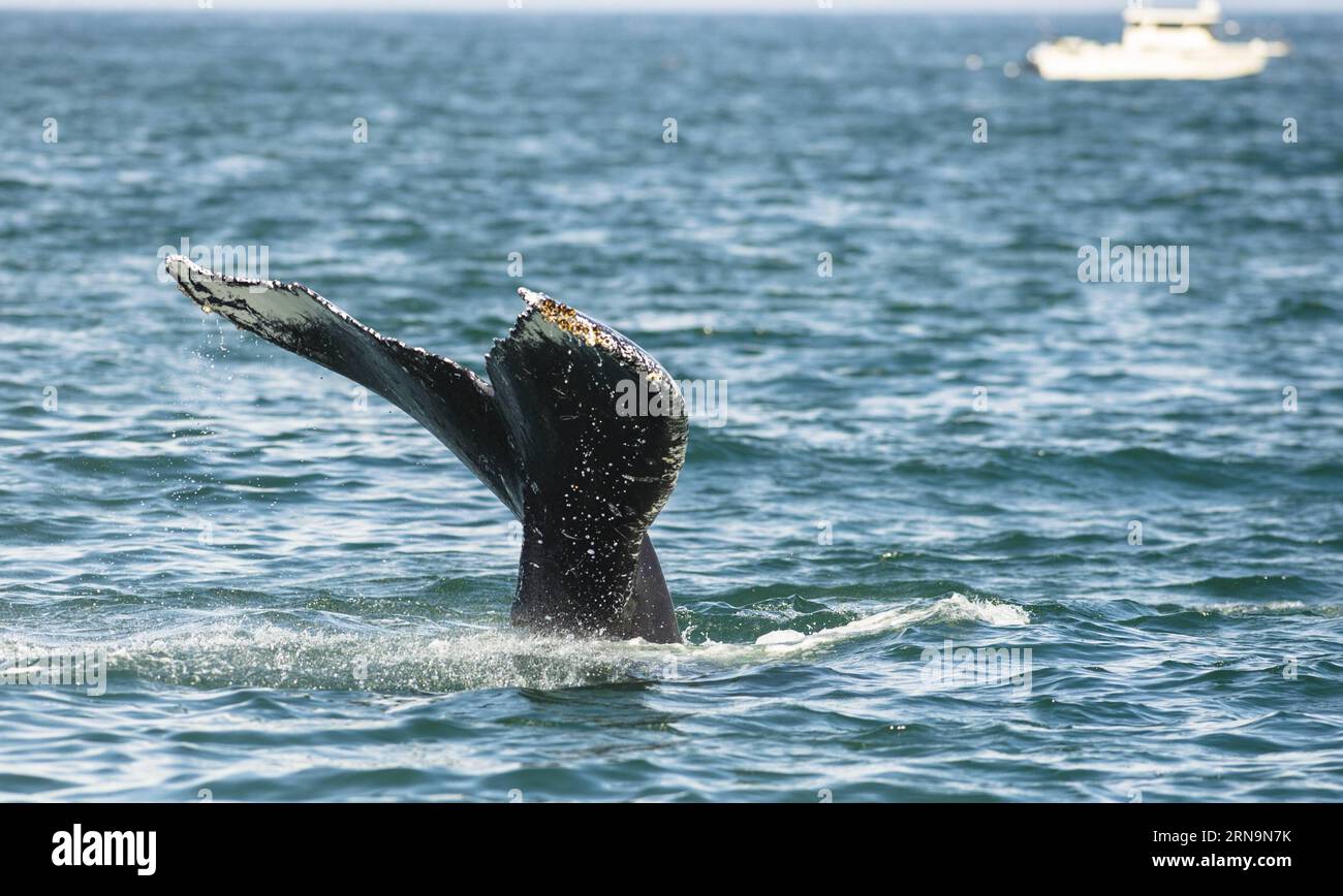 (151212) -- MONTEREY, 12. Dezember 2015 -- Foto aufgenommen am 28. August 2015 zeigt einen Wal in Monterey, Kalifornien, USA, am 12. Dezember 2015. Kalifornien ist einer der einzigen Orte der Welt, an dem Besucher das ganze Jahr über Wale sehen können, und Monterey ist der beste Ort für Walbeobachtungen. Der Monterey Submarine Canyon ist ein perfekter Lebensraum für viele Walarten und ermöglicht es ihnen, in der Nähe des Ufers zu leben, um sich zu ernähren.) U.S.-MONTEREY-WALE BEOBACHTEN YangxLei PUBLICATIONxNOTxINxCHN Stockfoto