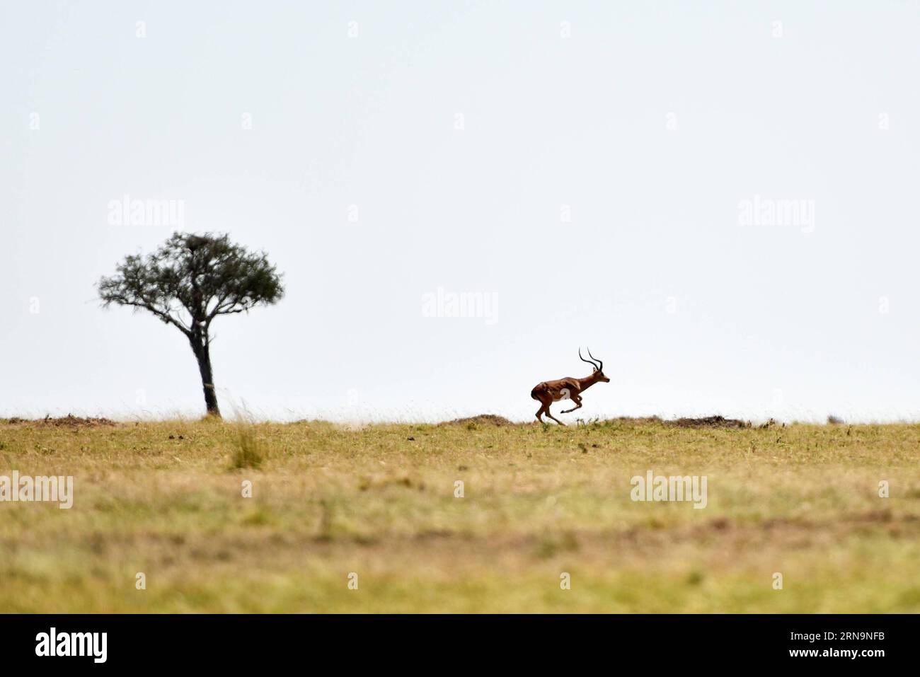 (151213) -- MASAI MARA, 13. Dezember 2015 -- ein Antilopensprung auf die Savanne in Kenias Masai Mara National Reserve, am 15. August 2015. Als Land verfügt Kenia über ein beträchtliches Landgebiet, das Wildtieren gewidmet ist. Das tropische feuchte und trockene Klima schuf eine riesige tropische Savanne für Kenia und für die Tierwelt. Im Gegenzug haben die großartige Savanne und die vielfältige Tierwelt dem Land einen weltweiten Ruf verliehen. Allein im Masai Mara National Reserve gibt es etwa 95 Säugetierarten und 450 Vogelarten. Alle fünf der Big Five Wildtiere Afrikas, das sind Löwe, Leoparden, Büffel, Stockfoto