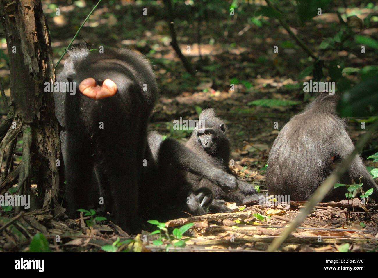 Eine Gruppe von Makaken (Macaca nigra) im Tangkoko-Wald, Nord-Sulawesi, Indonesien. Klimawandel und Krankheiten stellen eine neue Bedrohung für Primaten dar, während Makaken mit Hauben zu den 10 % der Primatenarten gehören, die besonders anfällig für Dürren sind. Ein kürzlich erschienener Bericht zeigte, dass die Temperatur im Tangkoko-Wald tatsächlich steigt und der Fruchtbestand insgesamt zurückgeht. Macaca nigra gilt als eine Schlüsselart in ihrem Lebensraum, eine wichtige "Dachart" für den Erhalt der biologischen Vielfalt. Ihre Anwesenheit ist ein guter Indikator für die aktuelle Gesundheit des Ökosystems. Stockfoto