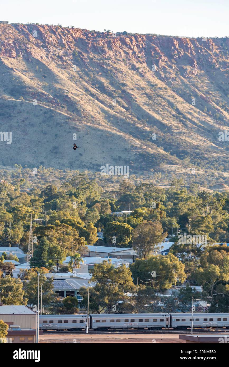 Ein einheimischer Raptorvogel, möglicherweise ein Falke, fliegt über den Ghan Train, der an der Alice Springs Railway Station in NT, Zentralaustralien stationiert ist Stockfoto