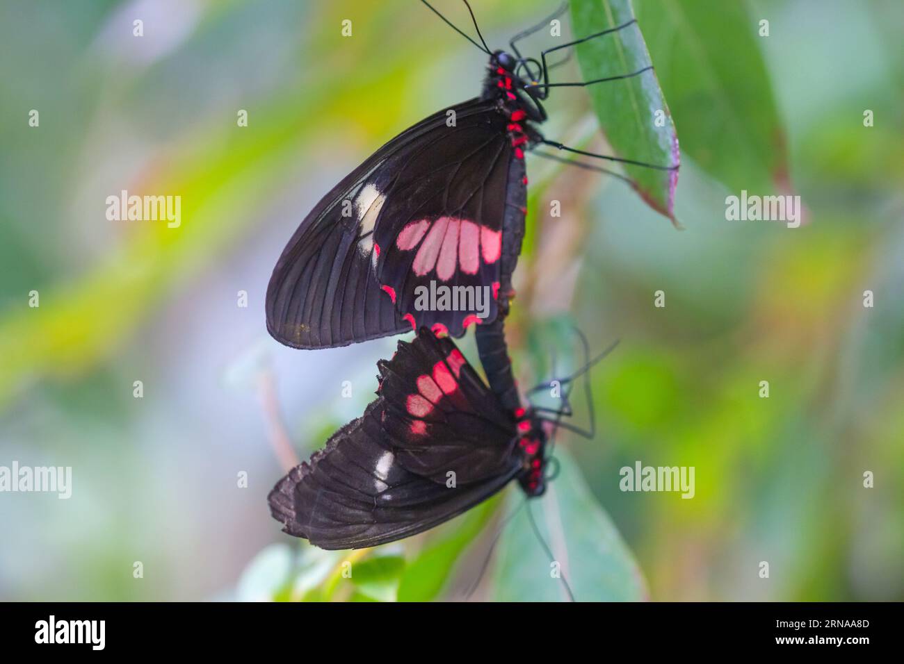 Pink Cattleheart Butterlfies Paarung / Parides eurimedes . Stockfoto