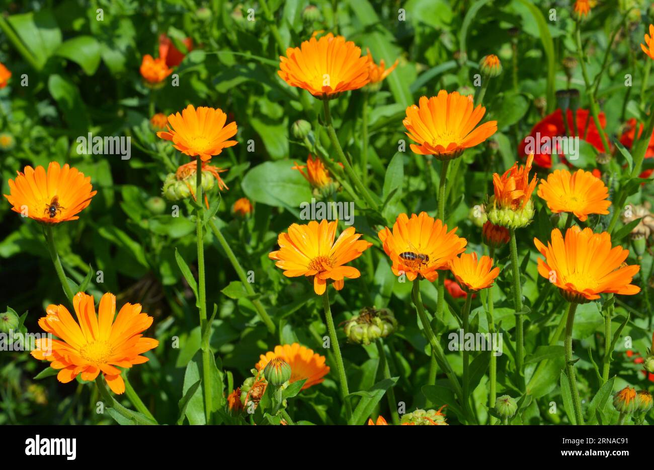 Calendula officinalis oder Pot Marigold, Common Marigold, Scotch Marigold, Ruddles, Pot Marigold mit Honigbiene Stockfoto