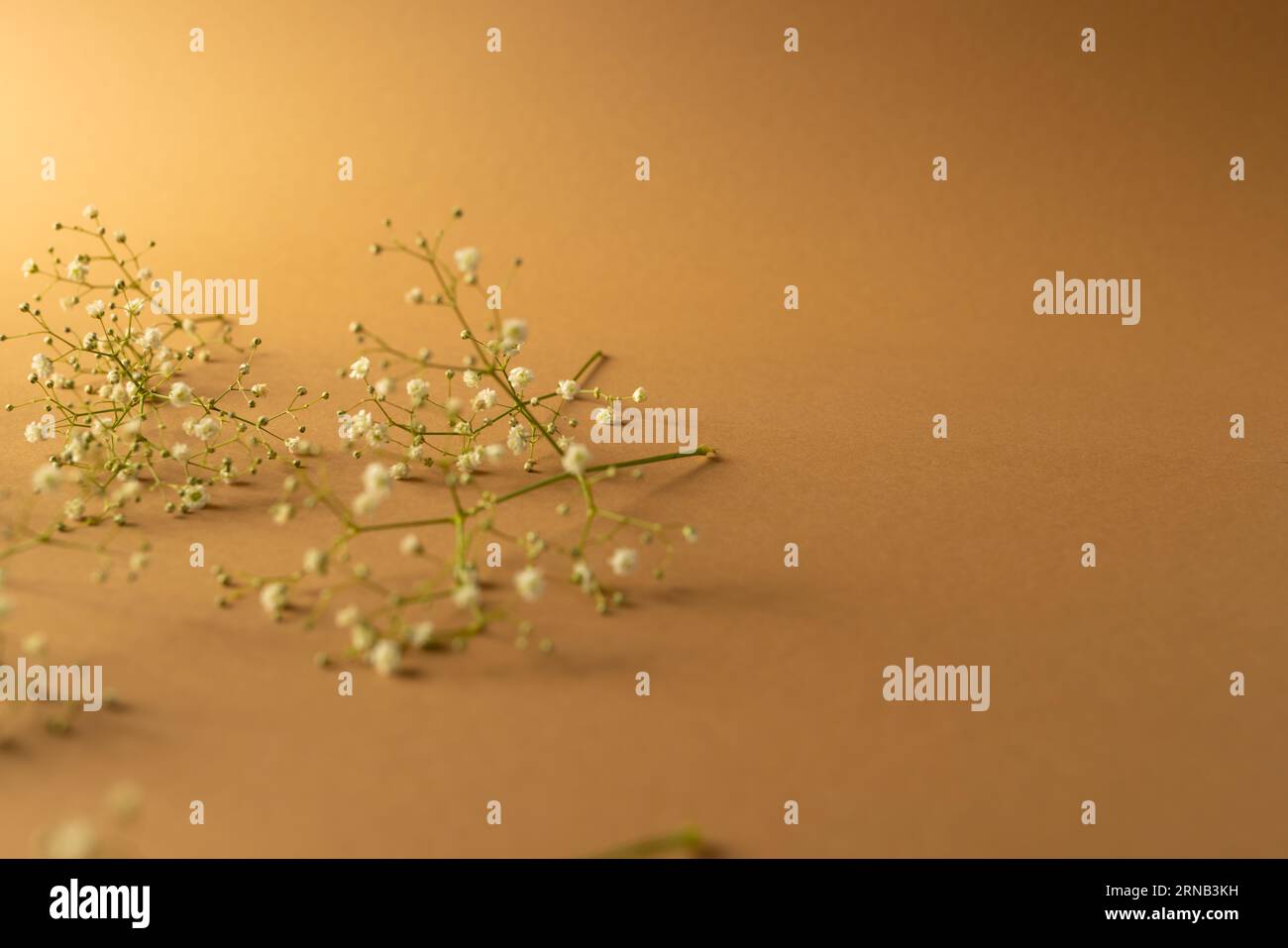Mehrere weiße Blumen und Kopierraum auf orangefarbenem Hintergrund Stockfoto