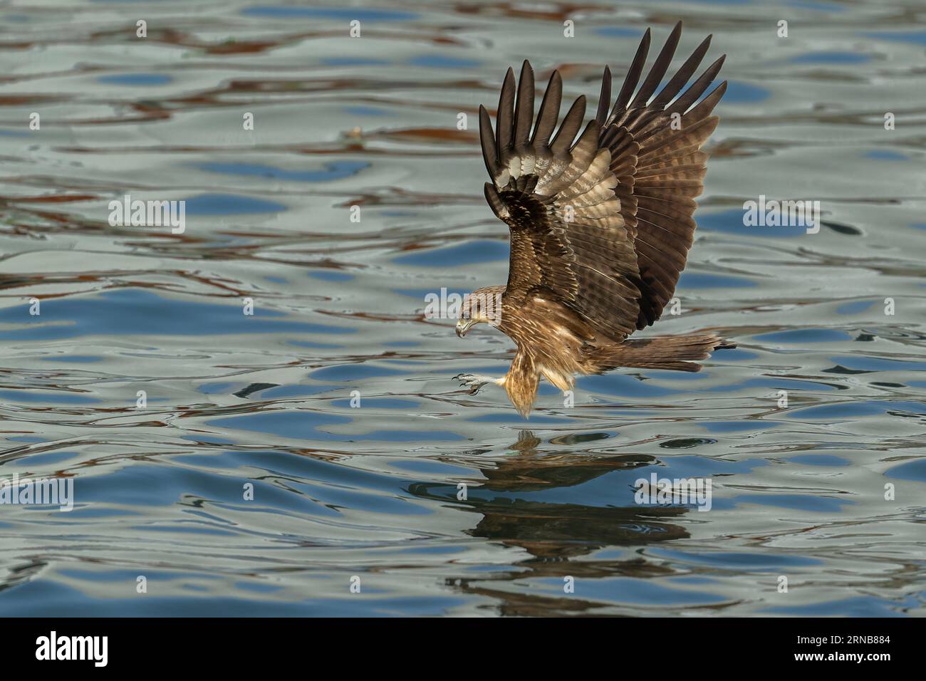 Black Drache fliegt hoch in der Luft in Keelung Port Taiwan Stockfoto