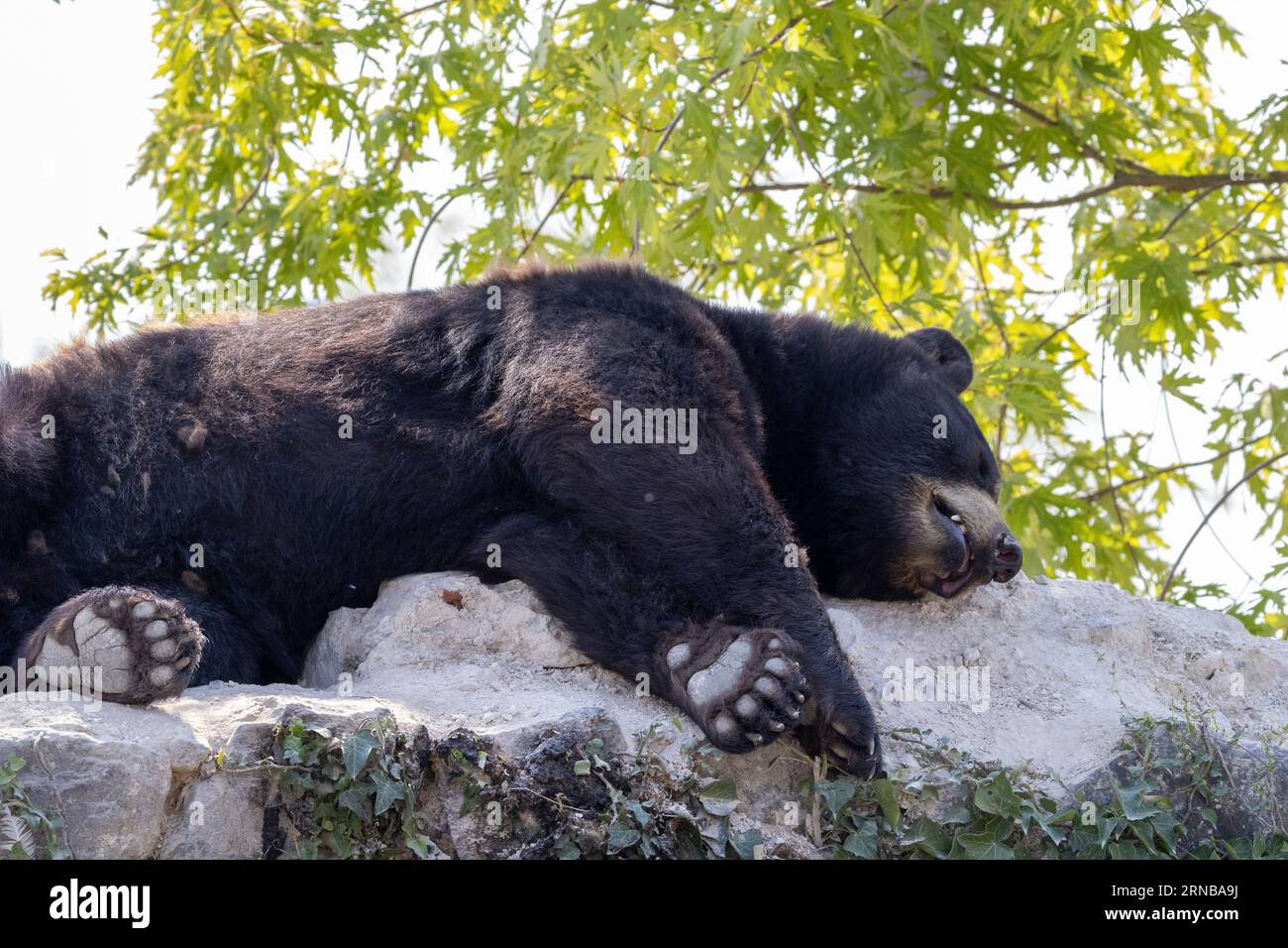 Schwarzbär schläft auf den Felsen Stockfoto