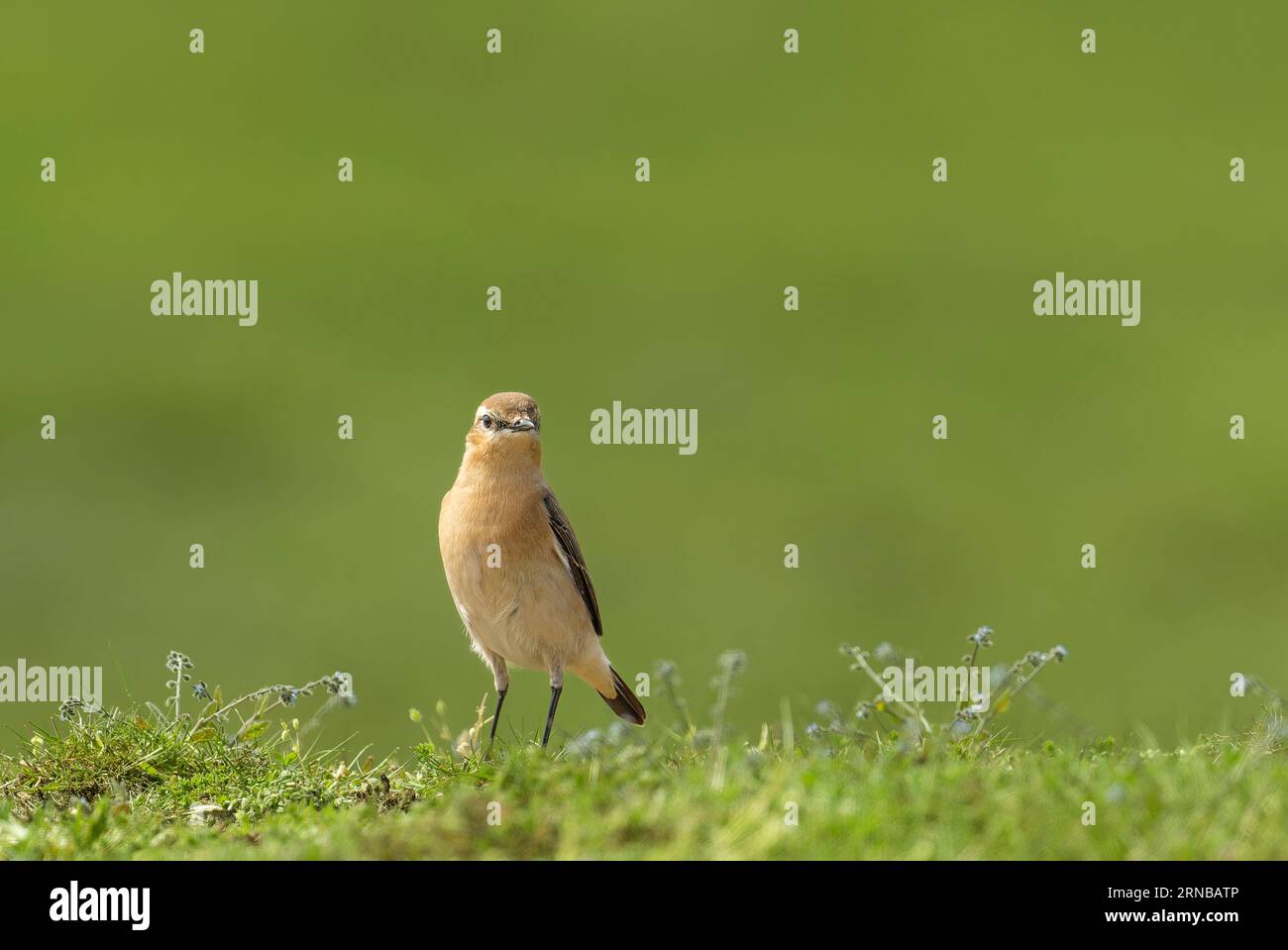 Nördlicher Wheathear auf dem Gras Stockfoto
