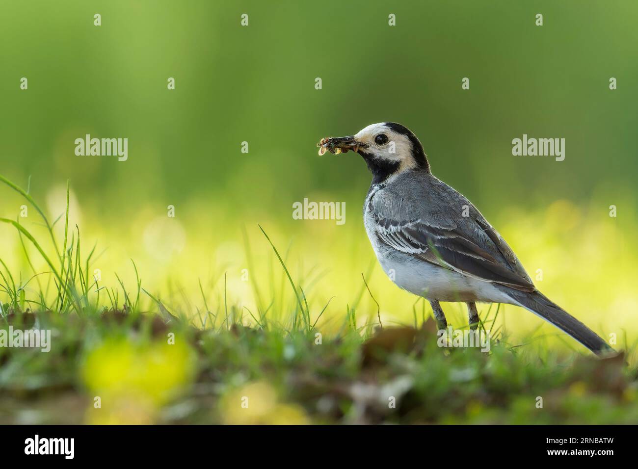 Weißer Bachschwanz mit Insekten im Schnabel Stockfoto