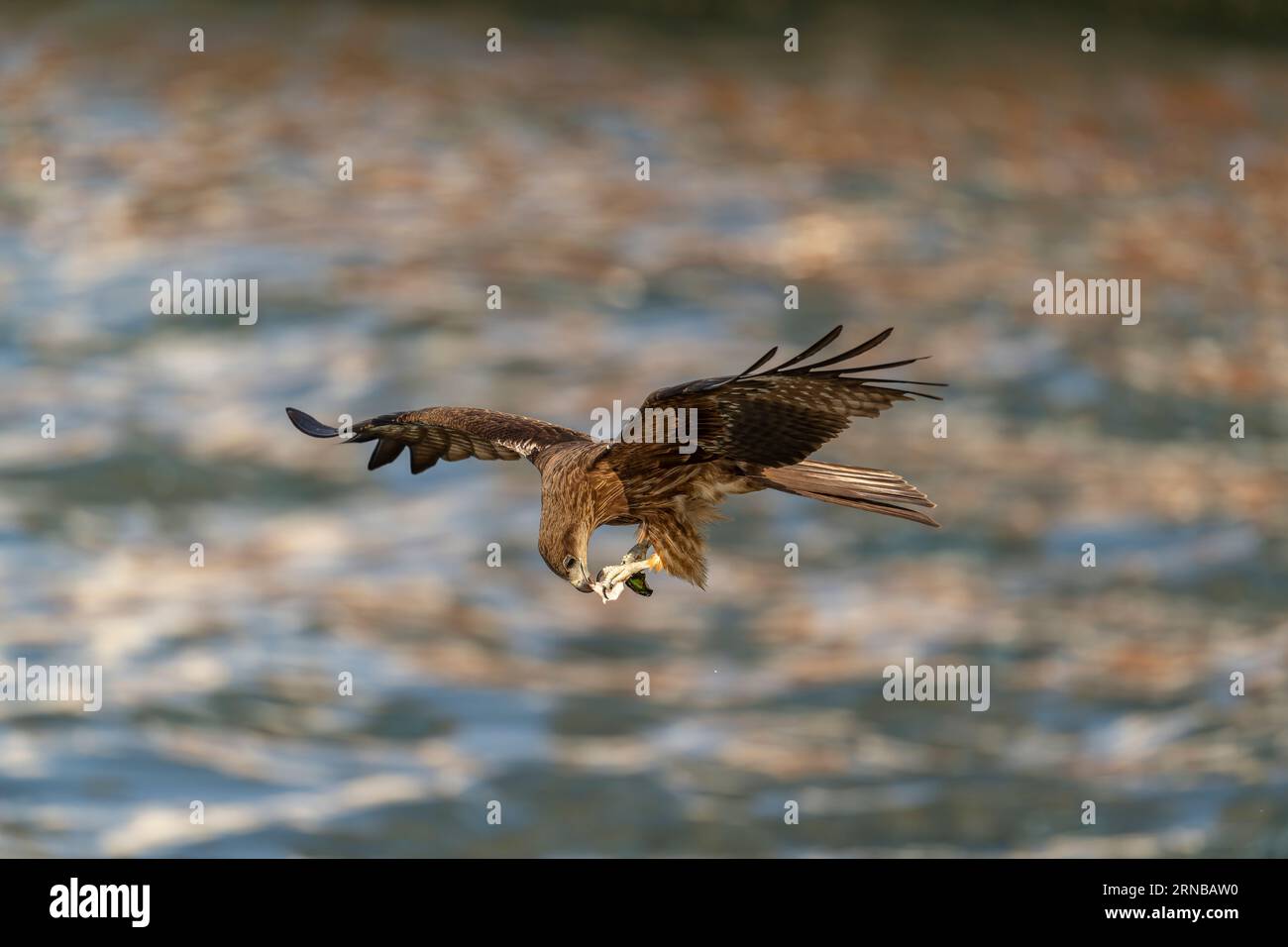 Black Drache fliegt hoch in der Luft in Keelung Port Taiwan Stockfoto
