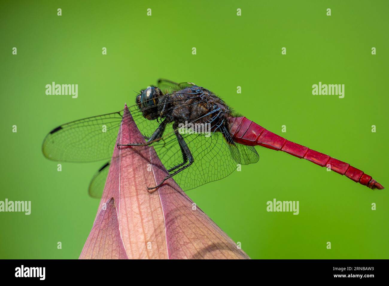 Libelle auf der Lotusblume Stockfoto
