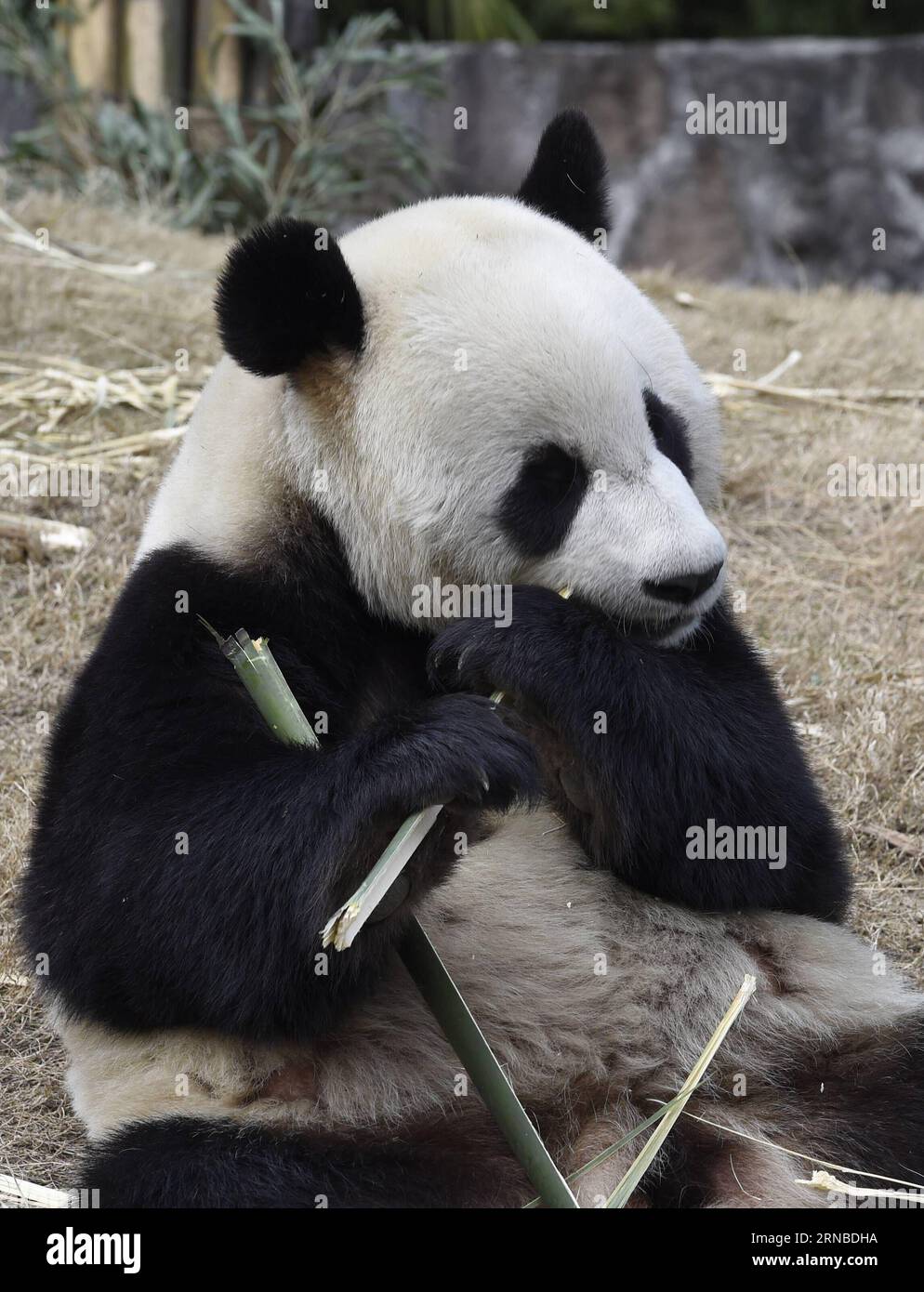 Riesen-Panda Yuan Xin isst Bambus auf der Basis von Dujiangyan des China Conservation and Research Center for the Giant Panda in der südwestchinesischen Provinz Sichuan, 2. März 2016. Ein Paar Riesen-Pandas Yuan Xin und Hua Ni verlassen China am Donnerstag in einem 15-jährigen Mietvertrag zu ihrem neuen Zuhause in der Republik Korea (ROK). Das Zentrum beschreibt Yuan Xin, einen 3-jährigen Mann, als lebhaft und aufgeschlossen, und die 2-jährige Hua Ni als ein gutes Mädchen mit einer leicht introvertierten und fügsamen Einstellung. ) (wyo) CHINA-SICHUAN-PANDAS-ROK-DEPARTURE (CN) LiuxKun PUBLICATIONxNOTxINxCHN Giant Panda Yuan Xin isst Bamboo AT Stockfoto