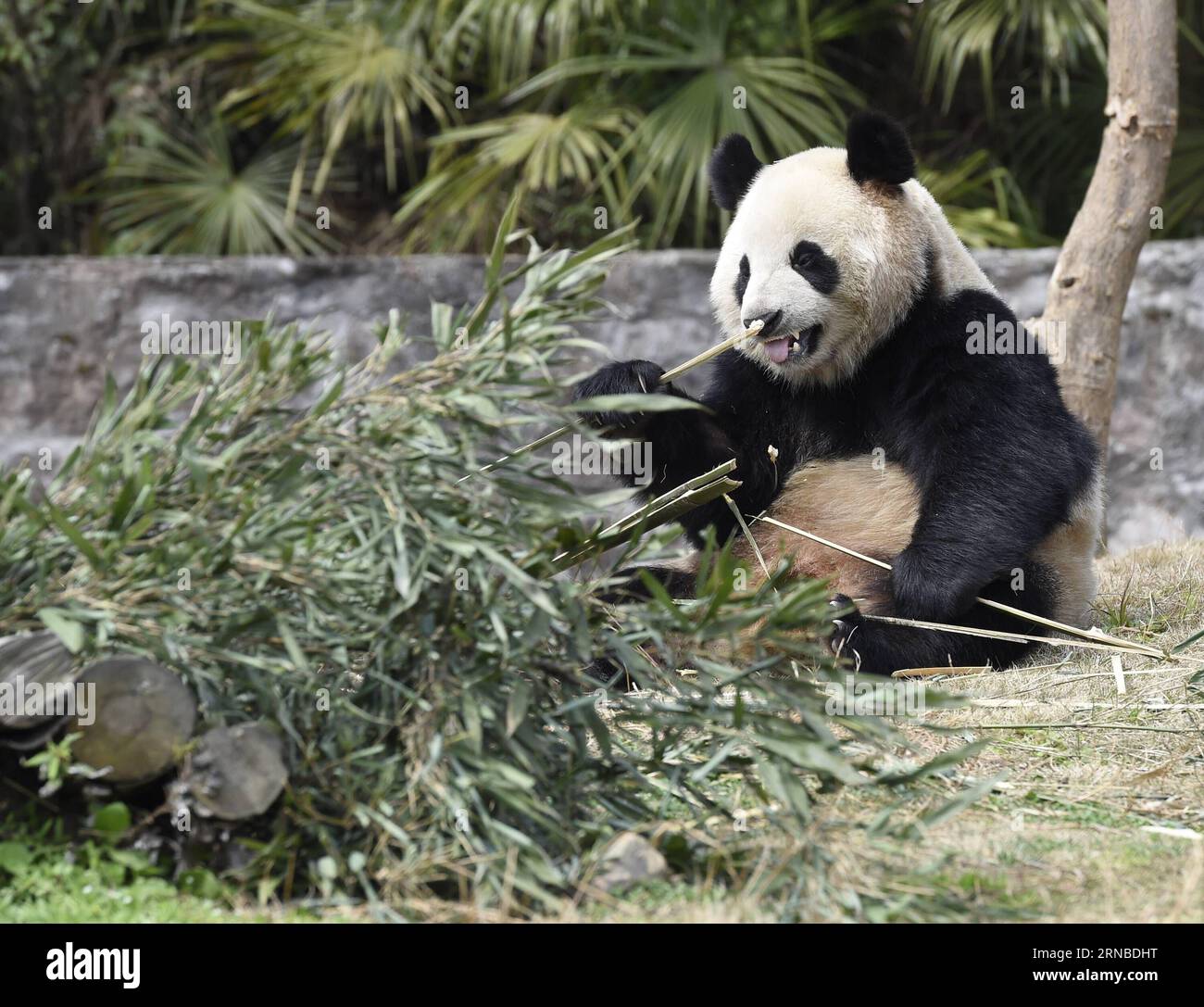 Riesen-Panda Hua Ni isst Bambus auf der Dujiangyan-Basis des China Conservation and Research Center for the Giant Panda in der südwestchinesischen Provinz Sichuan, 2. März 2016. Ein Paar Riesen-Pandas Yuan Xin und Hua Ni verlassen China am Donnerstag in einem 15-jährigen Mietvertrag zu ihrem neuen Zuhause in der Republik Korea (ROK). Das Zentrum beschreibt Yuan Xin, einen 3-jährigen Mann, als lebhaft und aufgeschlossen, und die 2-jährige Hua Ni als ein gutes Mädchen mit einer leicht introvertierten und fügsamen Einstellung. ) (wyo) CHINA-SICHUAN-PANDAS-ROK-DEPARTURE (CN) LiuxKun PUBLICATIONxNOTxINxCHN Giant Panda Hua ni isst Bambus im Stockfoto