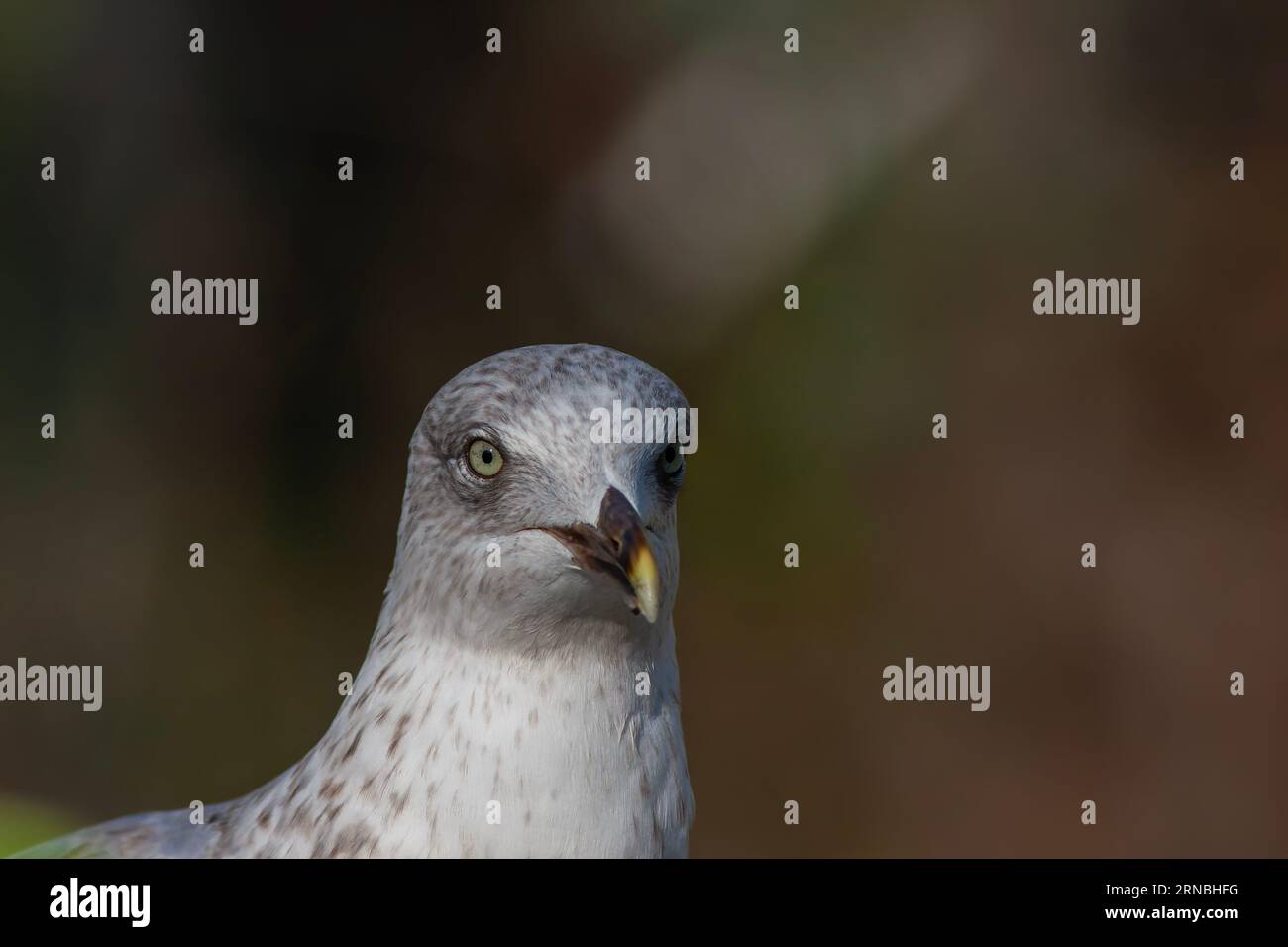 Porträt einer erstaunlichen Möwe mit schönen Augen Stockfoto