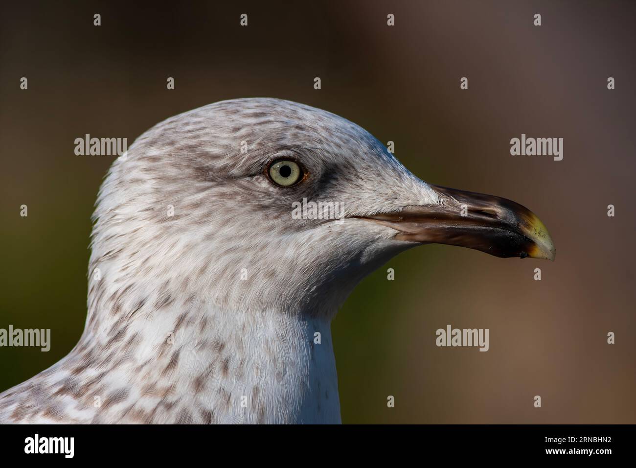 Porträt einer erstaunlichen Möwe mit schönen Augen Stockfoto