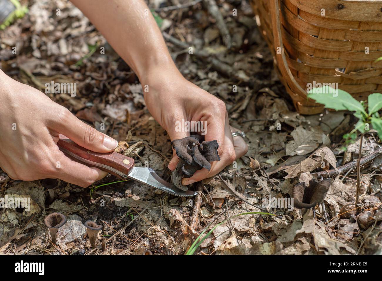 Eine Frau, die nach schwarzen Trompetenpilzen mit Messer und Korb sucht Stockfoto