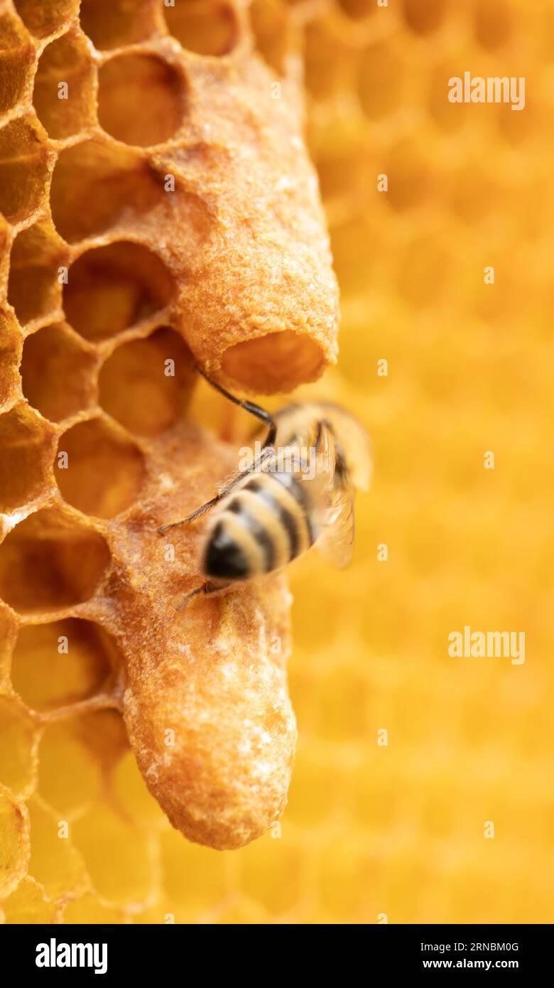 Bee Breeder's Magnificent Display: Queen Bees schmückt Honigwabenzellen Stockfoto