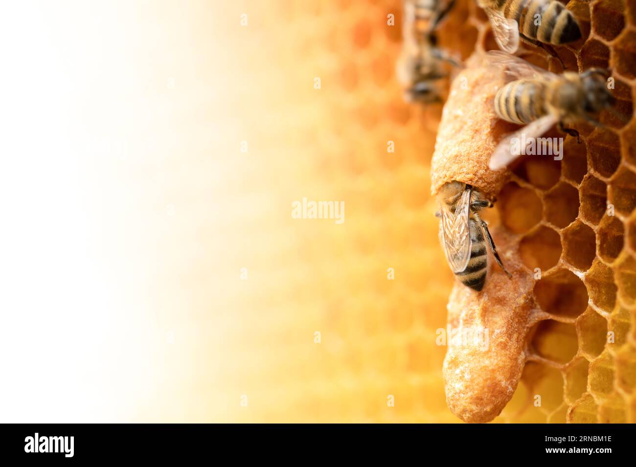 Herrschende Königsfamilie: Bienenzüchter-Schnappschuss der Bienenkönigin auf Honigwabe Stockfoto