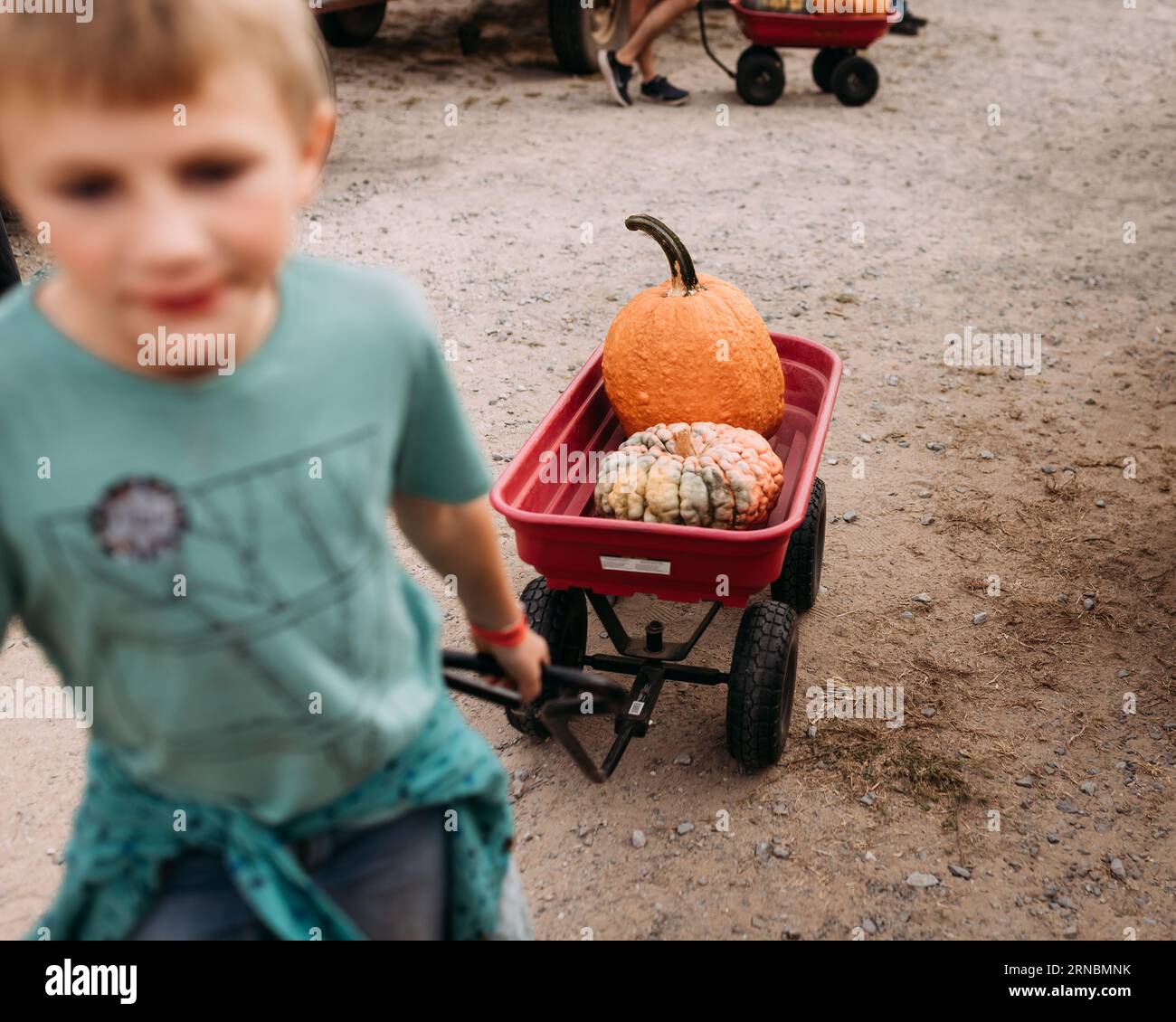 Kind, das Kürbisse im Wagen an einem Kürbispflaster zieht Stockfoto