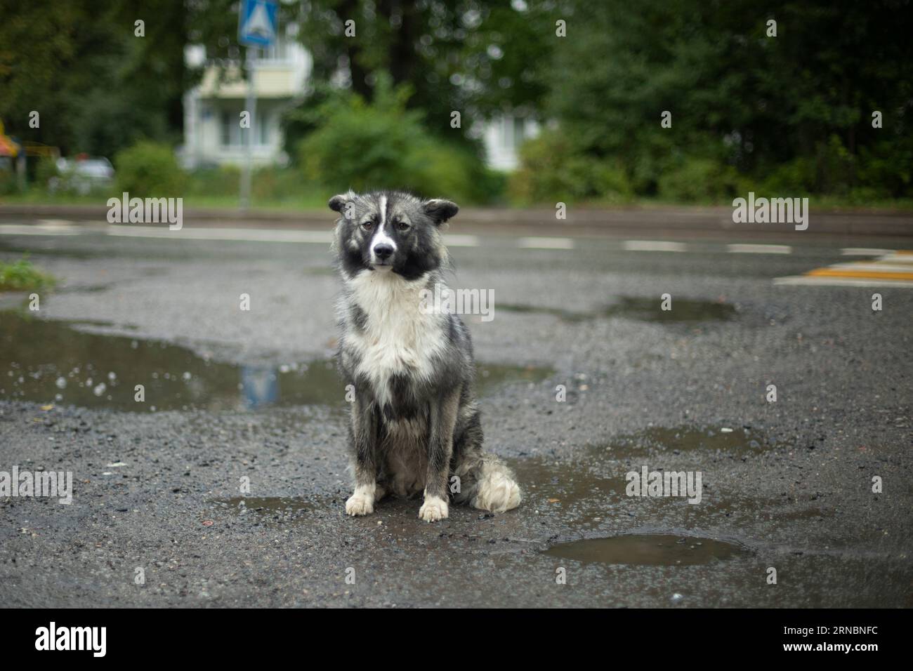 Streunender Hund auf der Straße. Haustier in der Stadt verloren. Niedlicher Hund mit ungewöhnlicher Farbe. Stockfoto