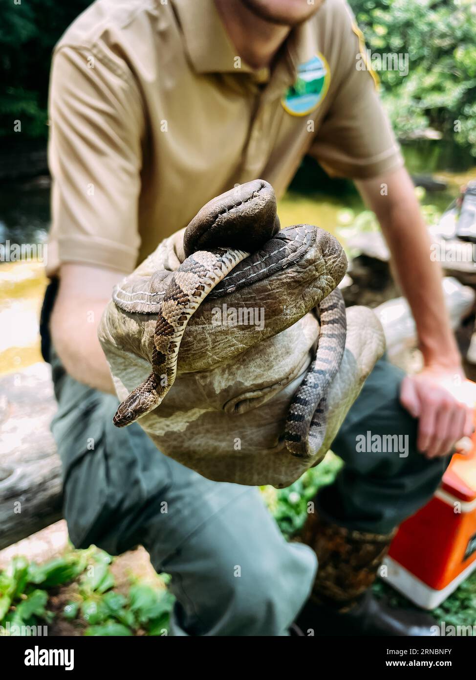 Park Ranger hält eine gemeinsame Wasserschlange im Bildungsprogramm Stockfoto