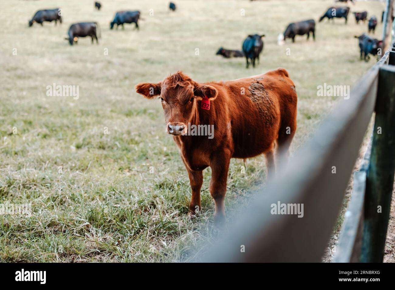 Braune Kuh auf einem Feld mit schwarzen Kühen im Hintergrund Stockfoto