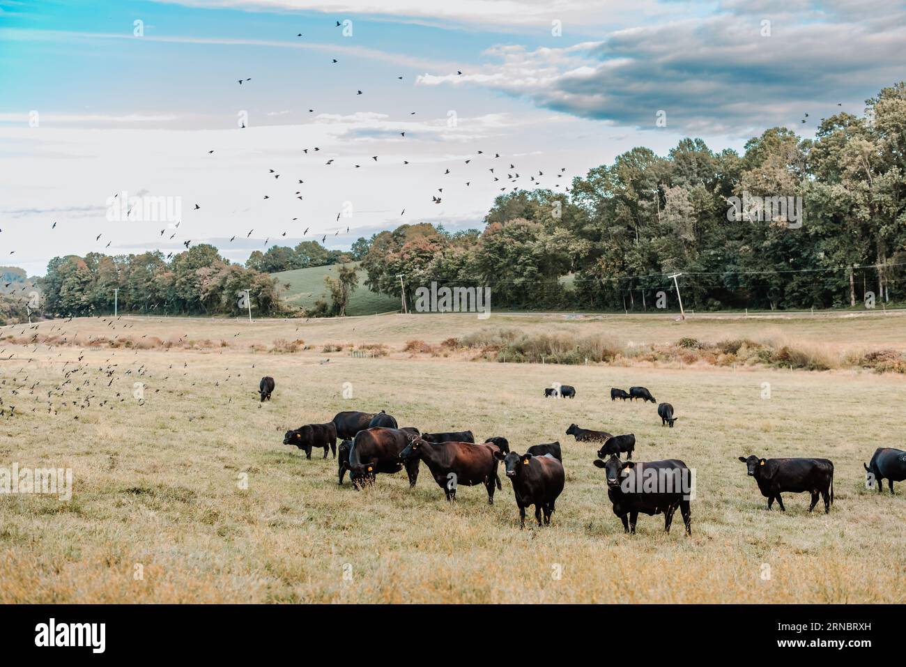 Schwarze Kühe grasen auf einem Feld mit Vögeln, die am Himmel fliegen Stockfoto