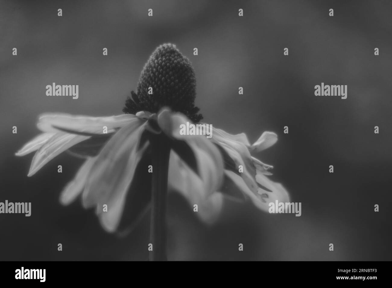 Schwarz-weiße Gänseblümchenblume Stockfoto