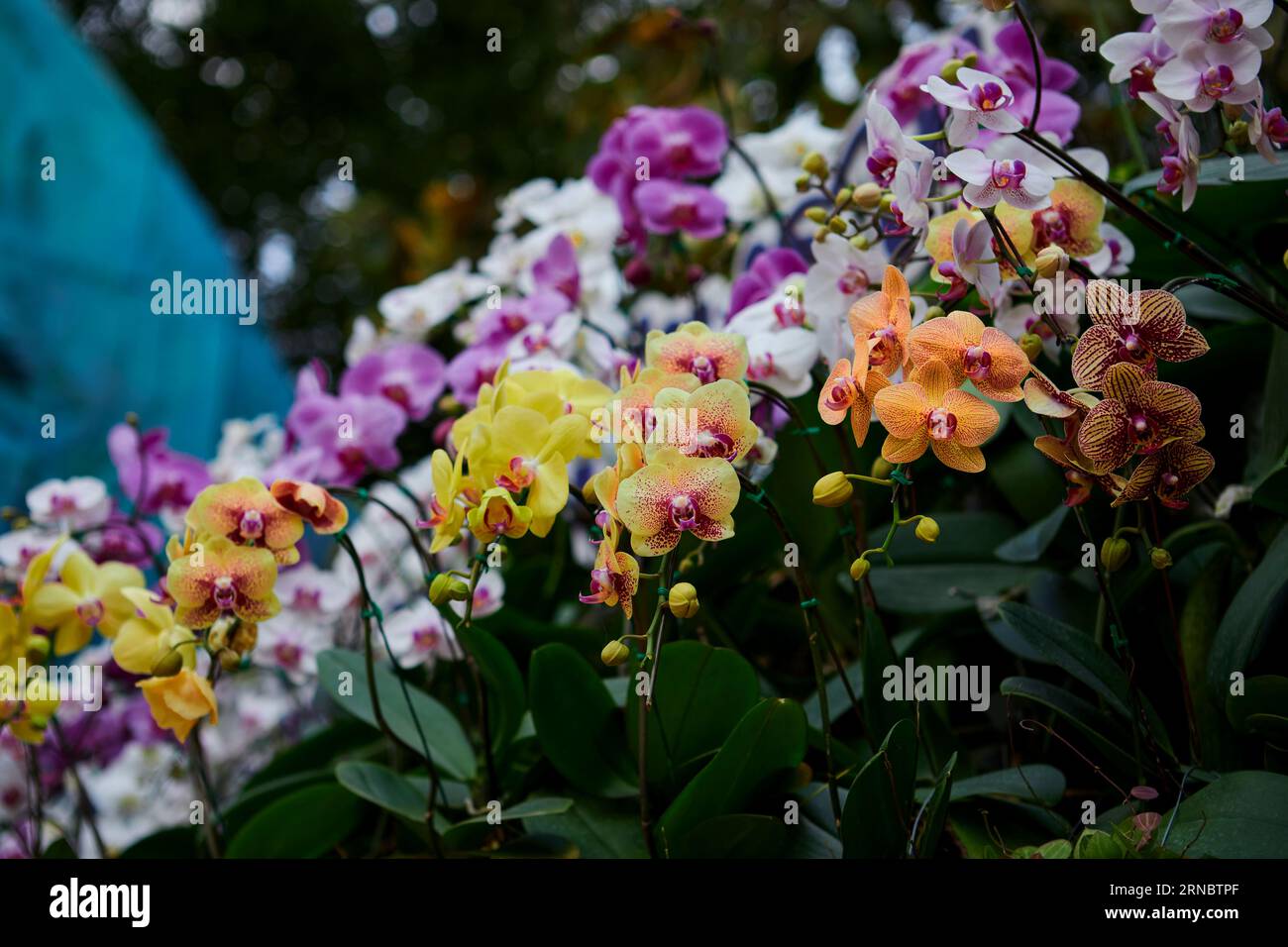 Multicolord der Phalaenopsis-Blüte im Garten Stockfoto