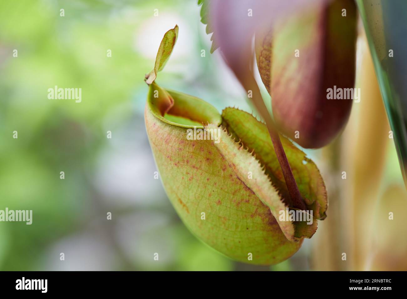 Nahaufnahme der nepenthes-Ampullaria-Pflanze Stockfoto
