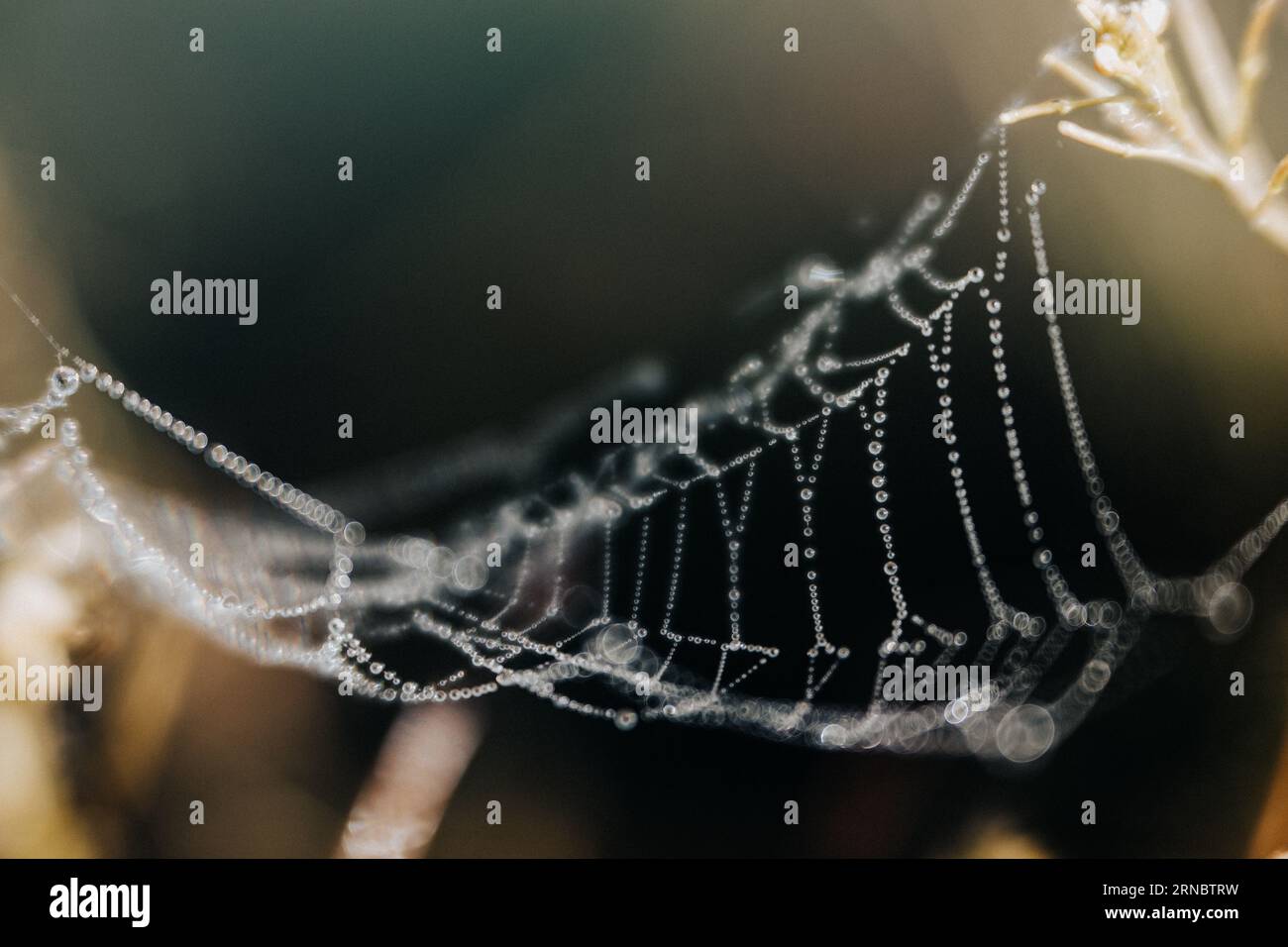 Tau auf einem Spinnennetz Stockfoto