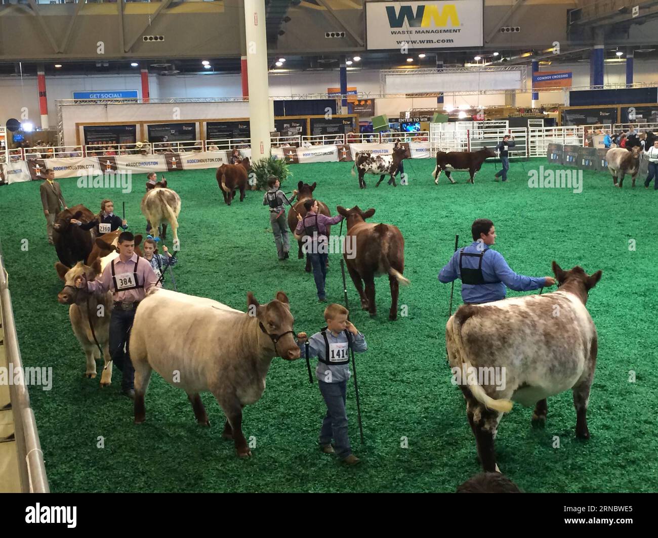 (160312) -- HOUSTON, 11. März 2016 -- Menschen laufen mit ihren Kühen vor Wettbewerben während der Houston Livestock Show und des Rodeo 2016 in Houston, USA, 11. März 2016. Die Houston Livestock Show und das Rodeo finden vom 1. Bis 20. März im NRG Park in Houston statt. US-HOUSTON-LIVESTOCK SHOW UND RODEO ZhangxYongxing PUBLICATIONxNOTxINxCHN 160312 Houston 11. März 2016 Prominente spazieren mit ihren Kühen vor Wettbewerben während der Houston Livestock Show 2016 und Rodeo in Houston die Vereinigten Staaten 11. März 2016 die Houston Livestock Show und Rode Stockfoto