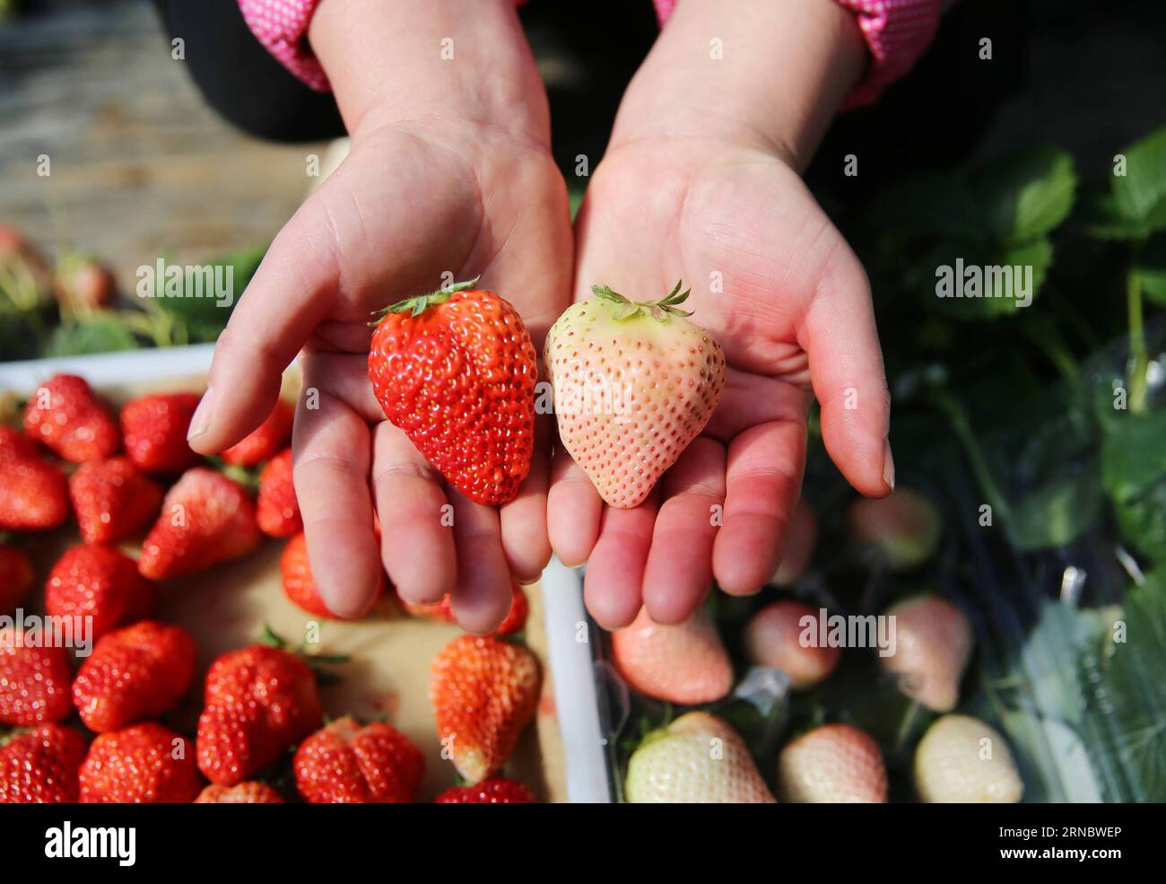 (160312) -- DALIAN, 12. März 2016 -- Ein Landwirt zeigt gewöhnliche Erdbeeren (L) und weiße Erdbeeren in einem Gewächshaus von Jiahao Landwirtschaft ökologischen Graden unter Jinpu New District in Dalian, Nordostchina Liaoning Provinz, 12. März 2016. Weiße Erdbeeren sind hier vor kurzem in die Reifezeit eingetreten. Die seltene Erdbeere wird aus Japan eingeführt und verkauft bis zu 600 Yuan (92,4 US-Dollar) pro Kilo in China. ) (Yxb) CHINA-DALIAN-WHITE STRAWBERRY(CN) PuxFeng PUBLICATIONxNOTxINxCHN 160312 Dalian 12. März 2016 ein Landwirt zeigt Common Strawberry l und White Strawberry in einem Gewächshaus von Jiahao Agriculture Eco Stockfoto