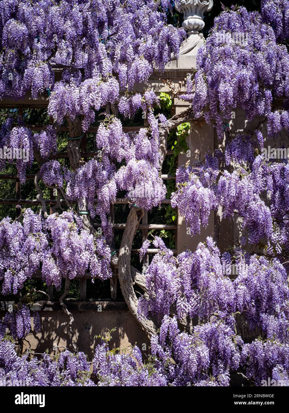 Violette Glysterienblüten klettern im Frühjahr auf das Gartengitter. Stockfoto