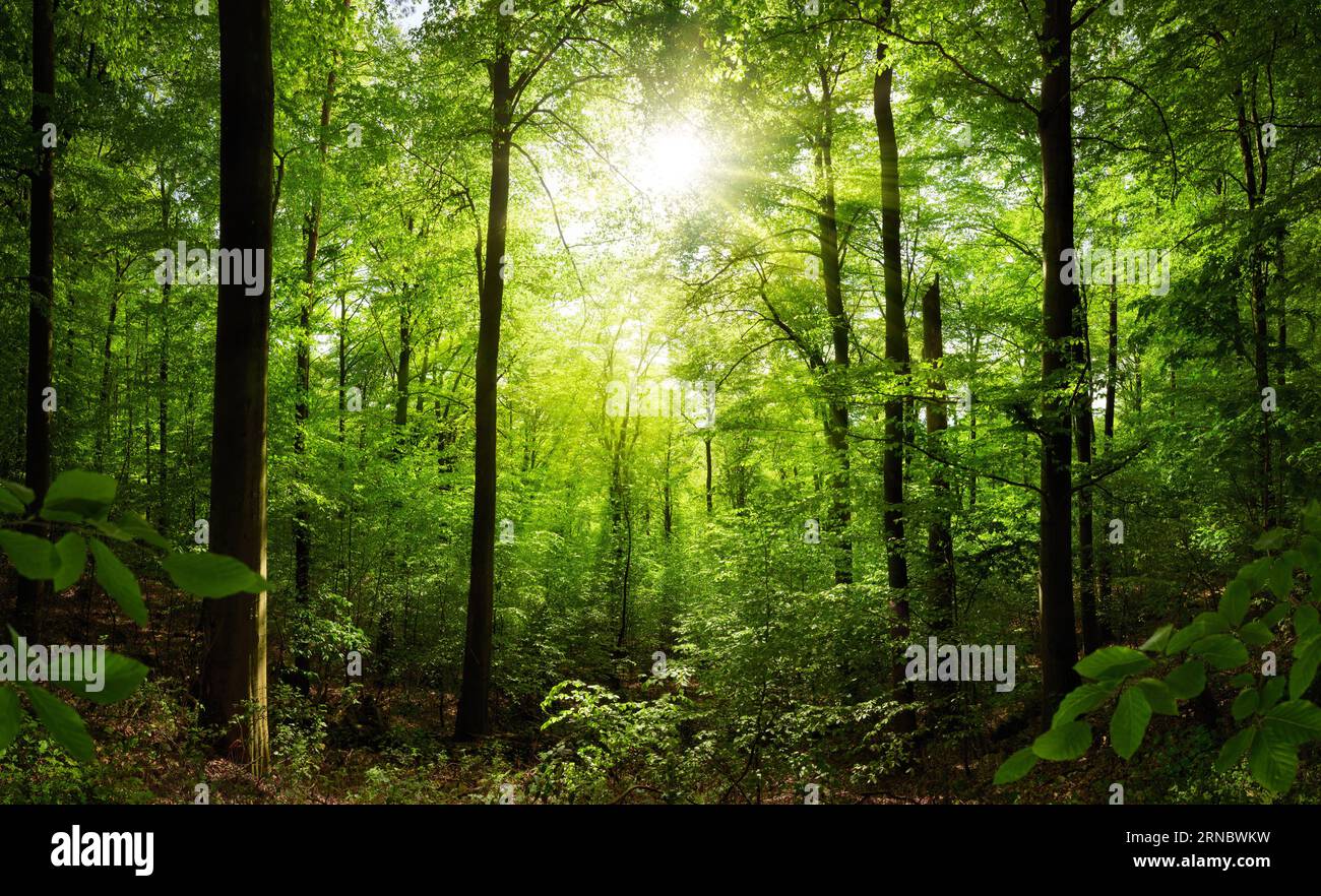 Üppig grüner Wald mit der Sonne, die wunderschön durch die Buchen scheint Stockfoto