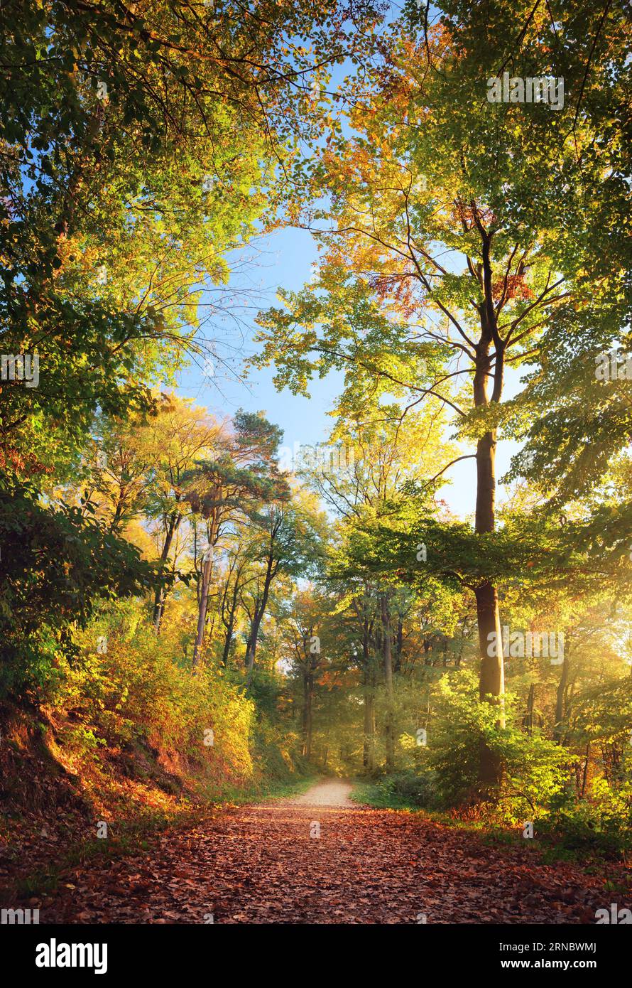 Waldweg im schönen Herbstlicht, mit Sonnenstrahlen, blauem Himmel und hohen bunten Buchen Stockfoto
