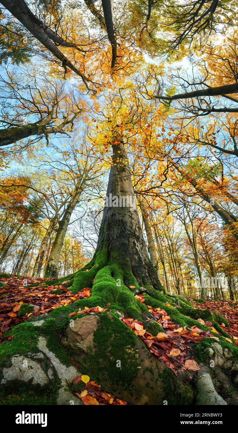 Super Weitwinkelaufnahme eines hohen Baumes in einem bunten Herbstwald mit blauem Himmel und großen moosbedeckten Wurzeln Stockfoto