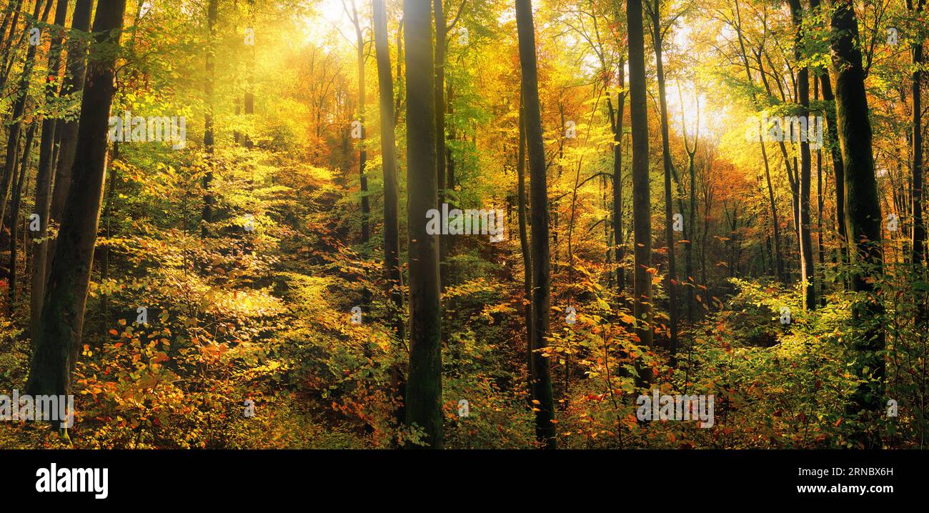 Naturpanorama mit Sonnenstrahlen, die gelbe Herbstblätter von Laubbäumen in einem wunderschönen Wald erhellen Stockfoto Naturpanorama mit Sonnenstrahlen, die gelbe Herbstblätter von Laubbäumen in einem wunderschönen Wald erhellen Stockfoto