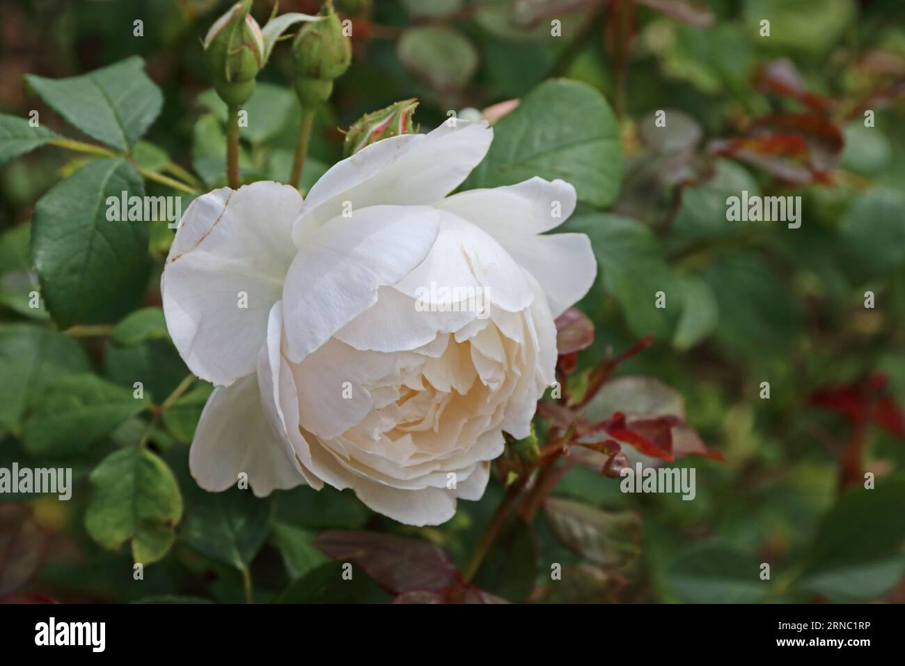 Rose, Sanfte Hermine Stockfoto