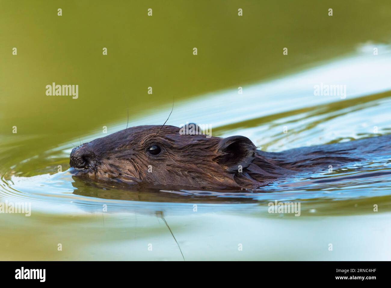 Nahaufnahme eines nordamerikanischen Bibers, Castor canadensis, Schwimmen in einem Teich, Toronto, Kanada Stockfoto