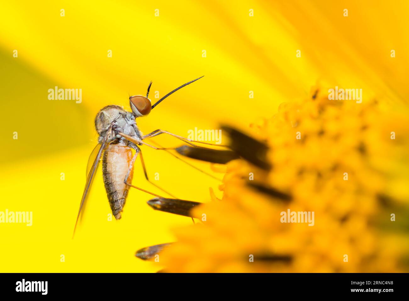 Bienenfliegen auf einer gelben Blume, Geron Calvus Stockfoto