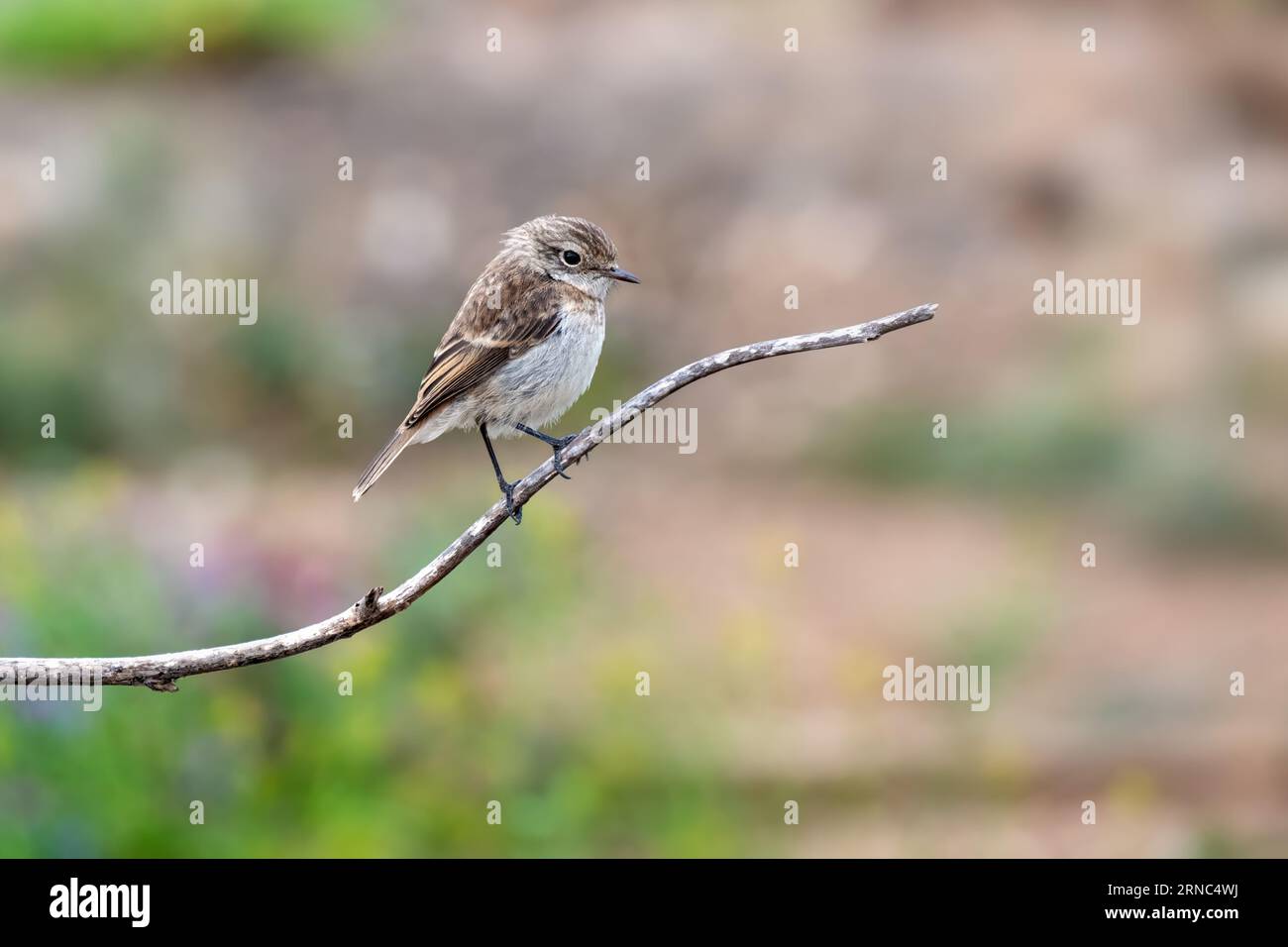 Kanarische Inseln Stonechat (Saxicola dacotiae) Weibchen in Seitenansicht sitzend auf einem verwelkten Ast auf Fuerteventura Stockfoto