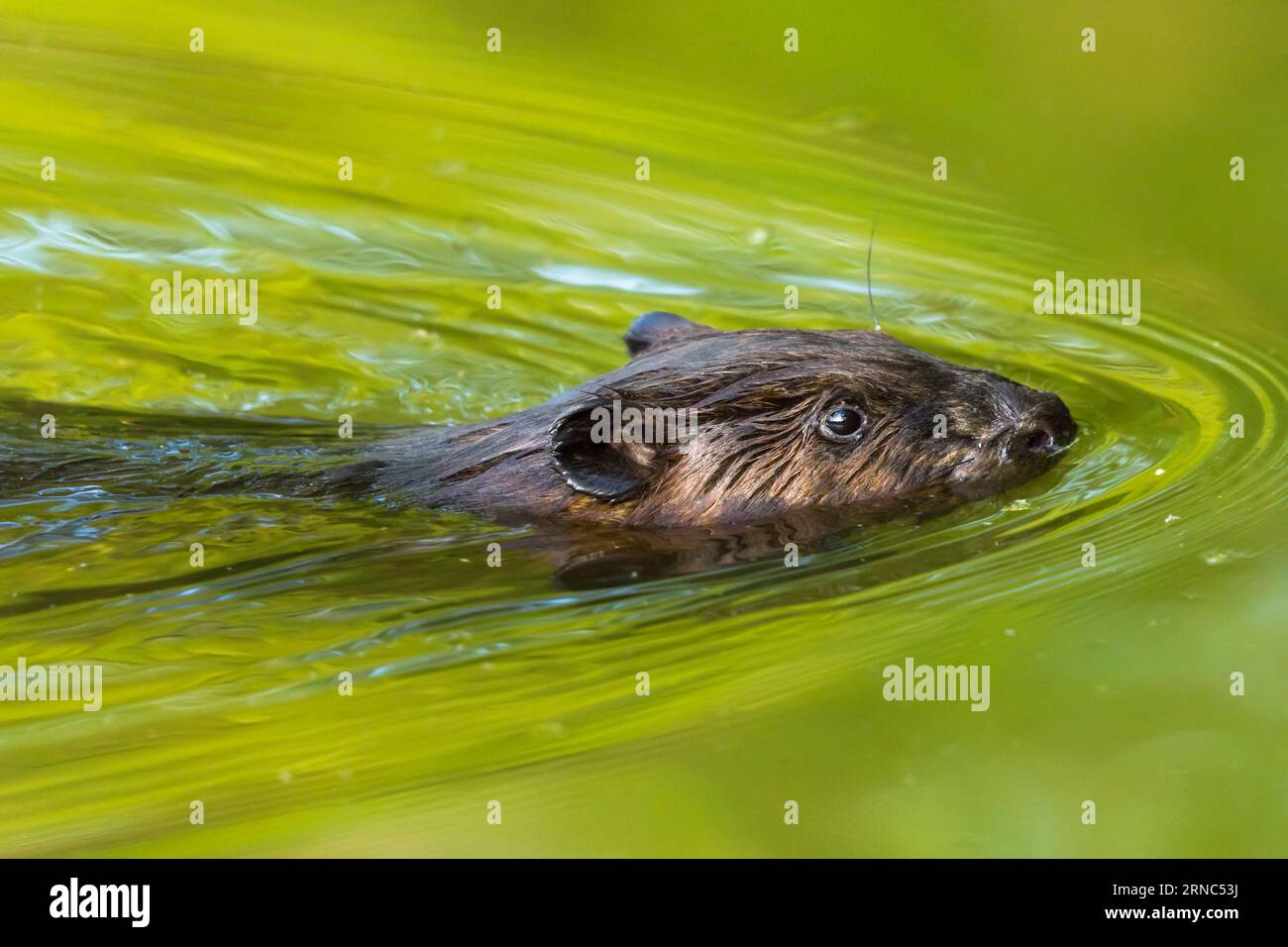 Nahaufnahme eines nordamerikanischen Bibers, Castor canadensis, Schwimmen in einem Teich, Toronto, Kanada Stockfoto